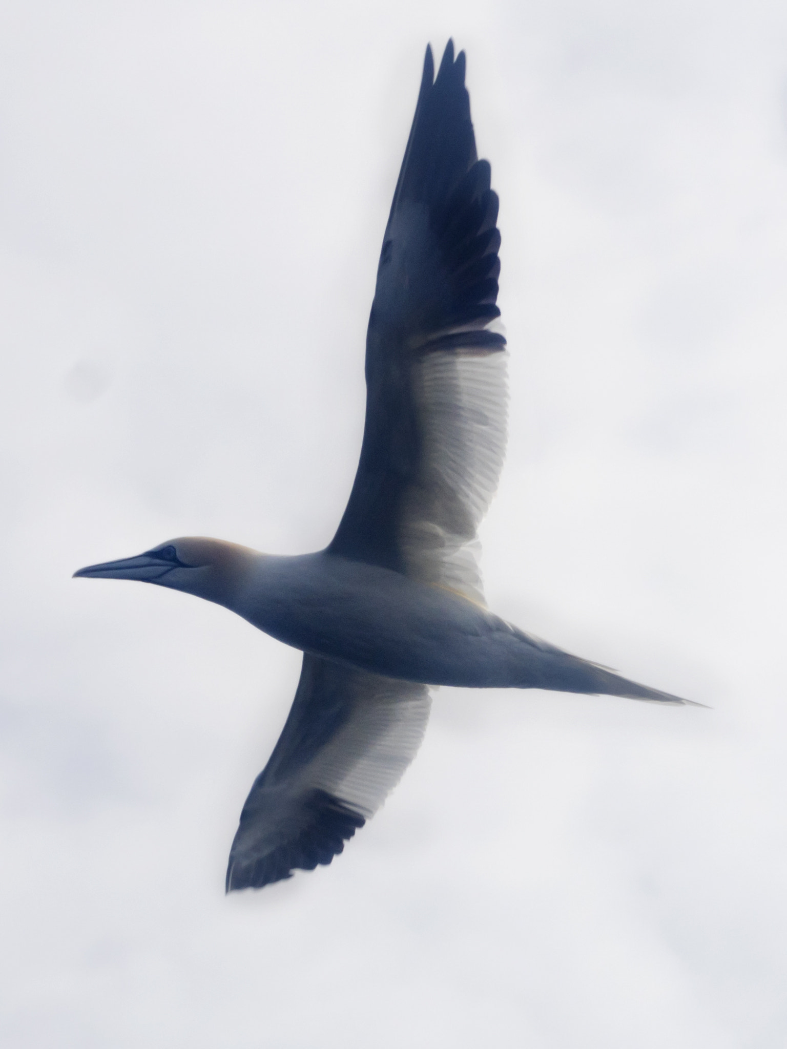 Sony DT 18-200mm F3.5-6.3 sample photo. Gannet photography