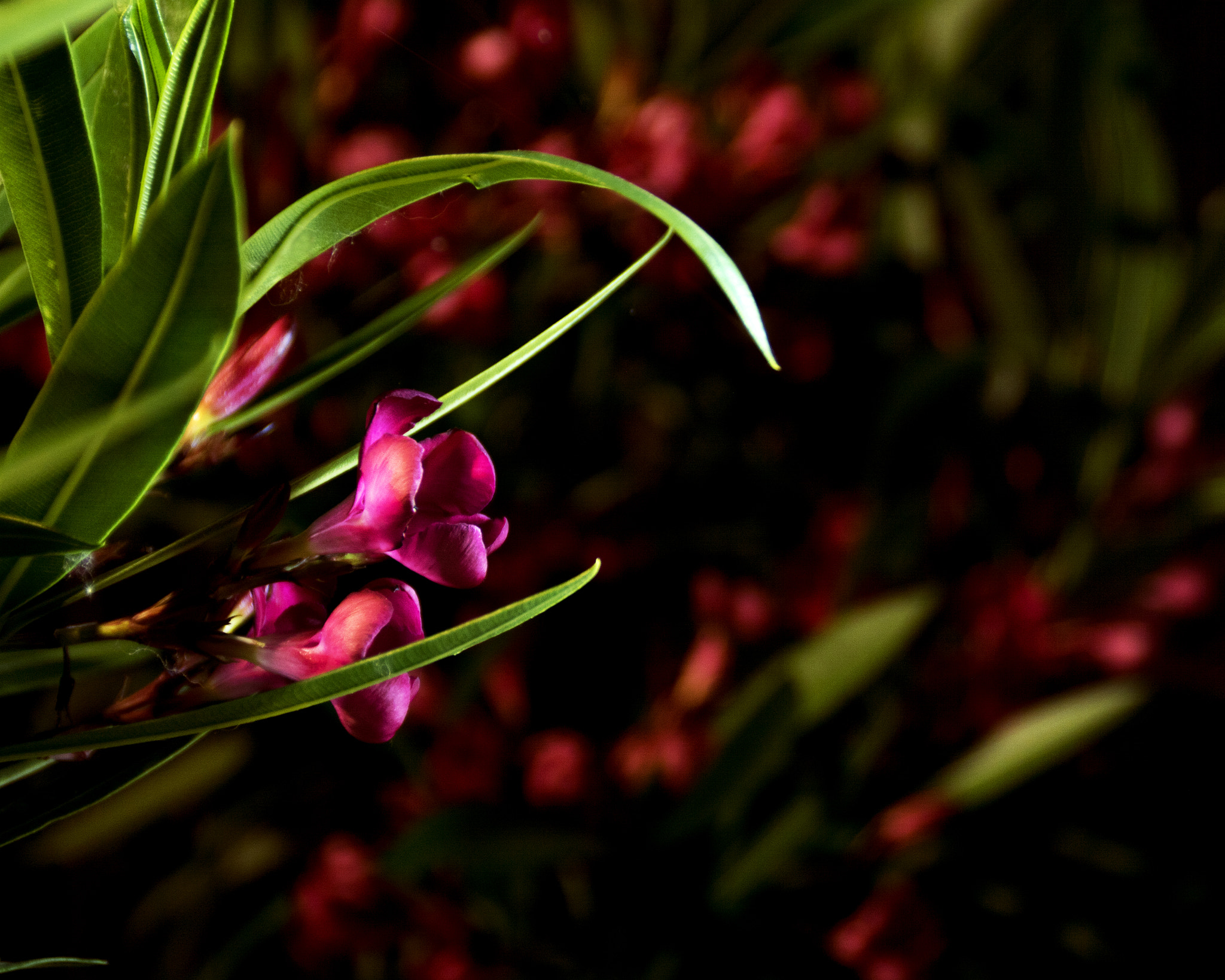 Sony DT 18-200mm F3.5-6.3 sample photo. Flower photography