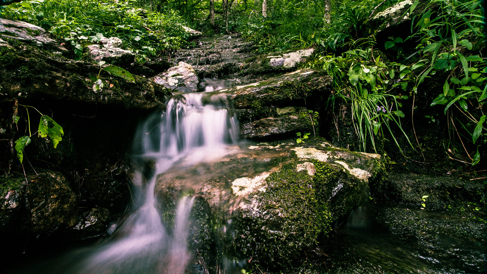 Canon EOS-1D Mark III sample photo. Green photography
