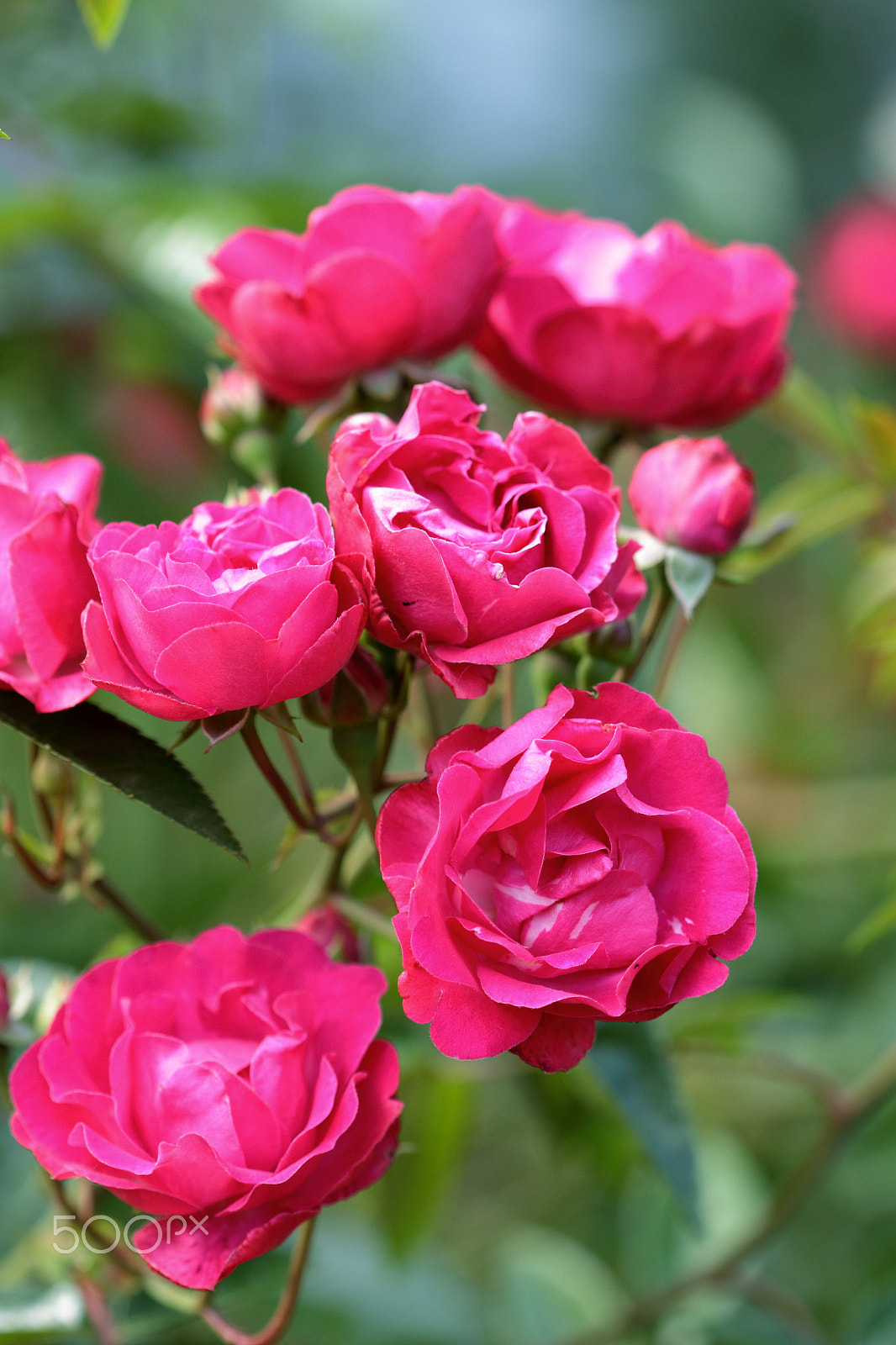 Canon EF 100mm F2.8 Macro USM sample photo. Bunch of roses photography