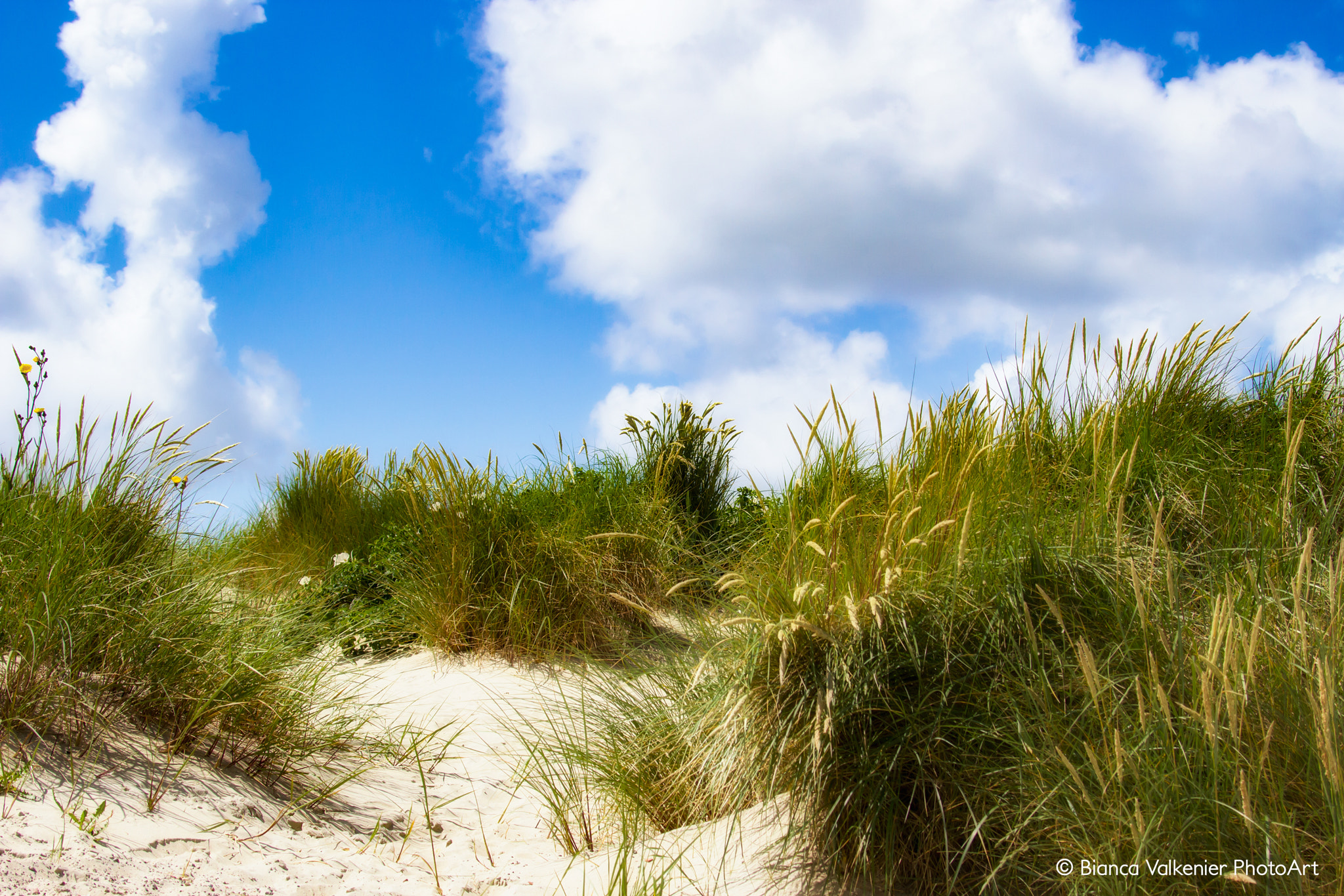 Canon EF 28-300mm F3.5-5.6L IS USM sample photo. Texel dunes photography