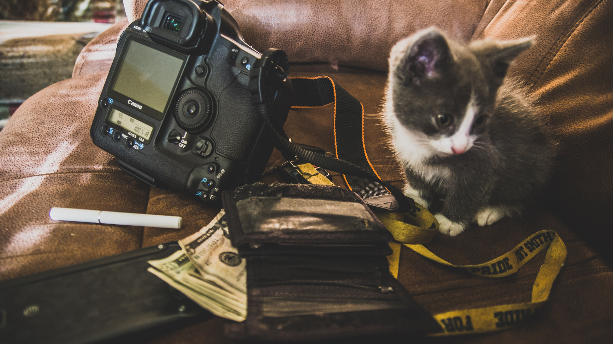 Sony a6000 + 17-50mm F2.8 sample photo. Kitty hangs photography