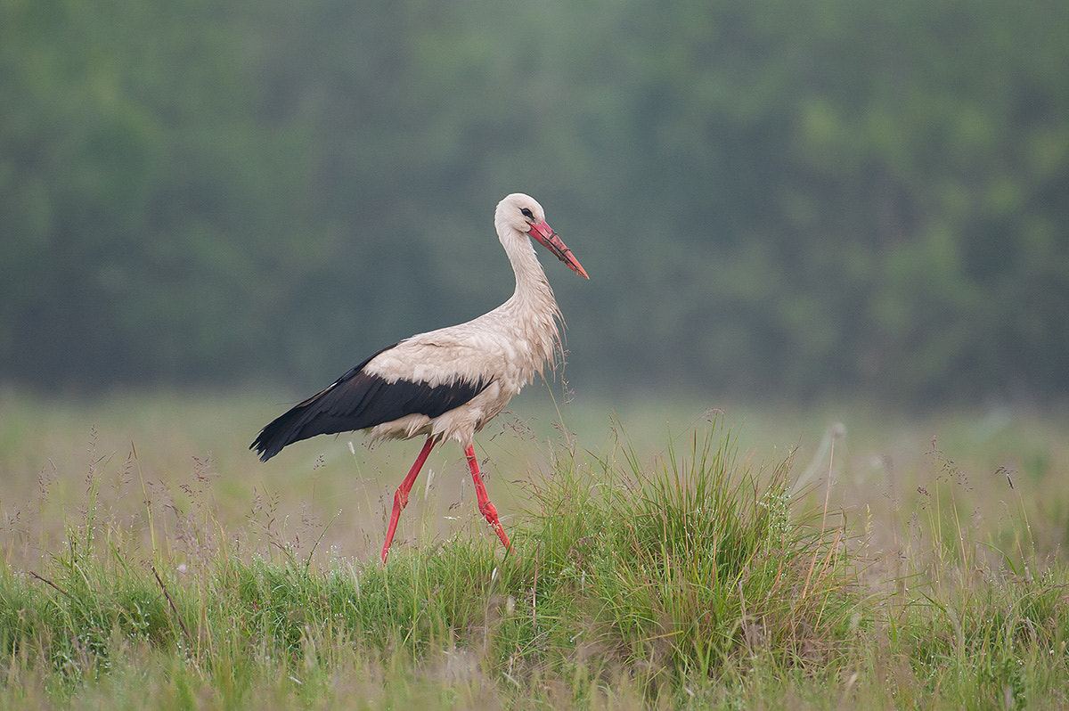 Nikon AF-S Nikkor 200-500mm F5.6E ED VR sample photo. White stork (ciconia ciconia) photography