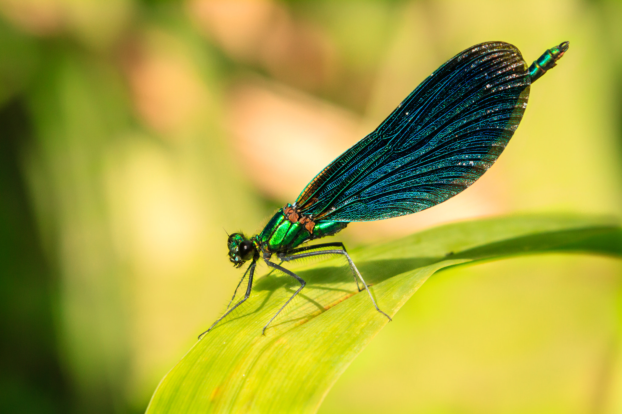 Canon EF 70-200mm F2.8L IS II USM sample photo. Blaufluegel-libelle / blue winged dragonfly photography
