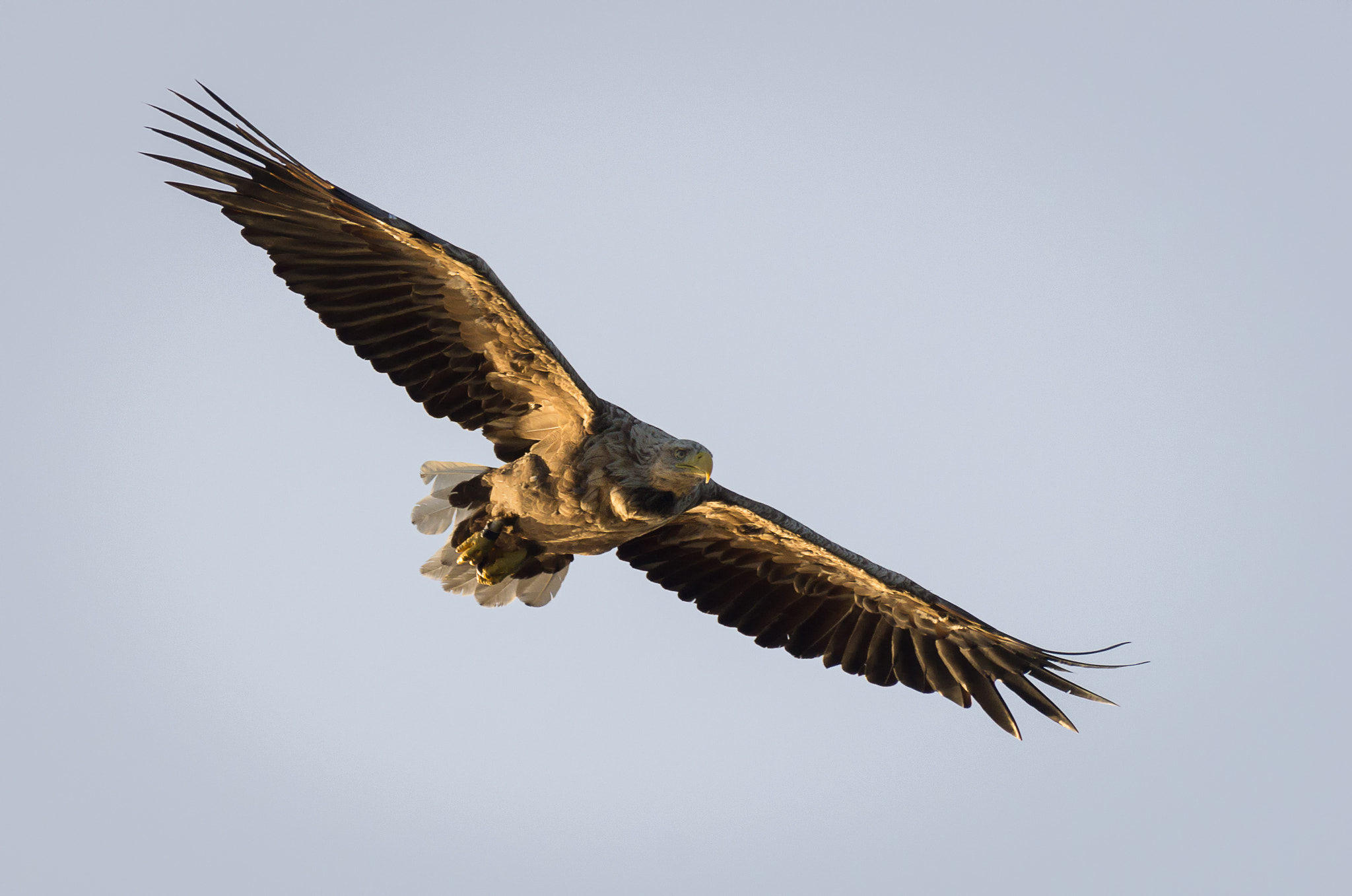 Pentax K-5 sample photo. Eagle photography