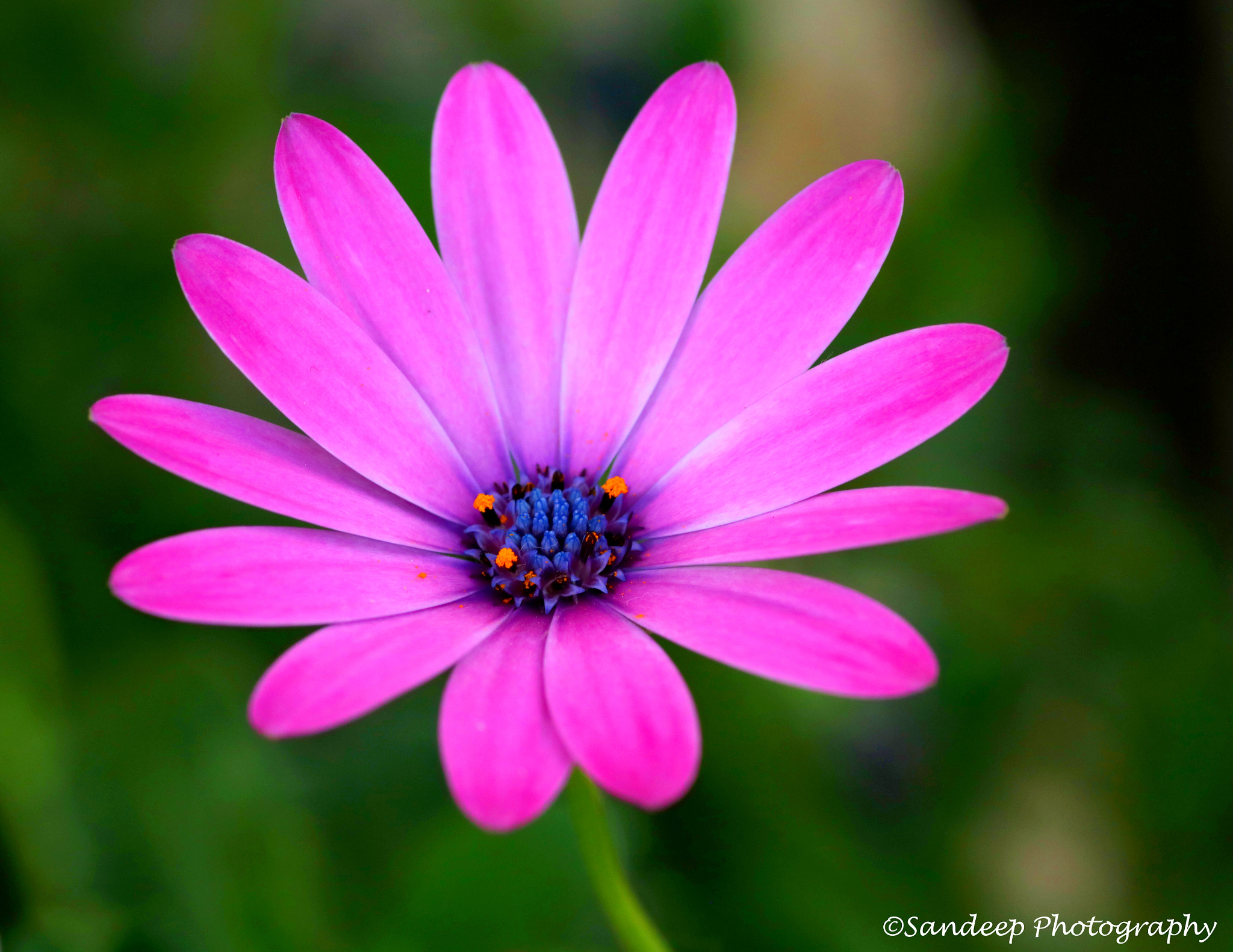 Canon EOS 750D (EOS Rebel T6i / EOS Kiss X8i) + Tamron SP AF 90mm F2.8 Di Macro sample photo. Pink flower photography