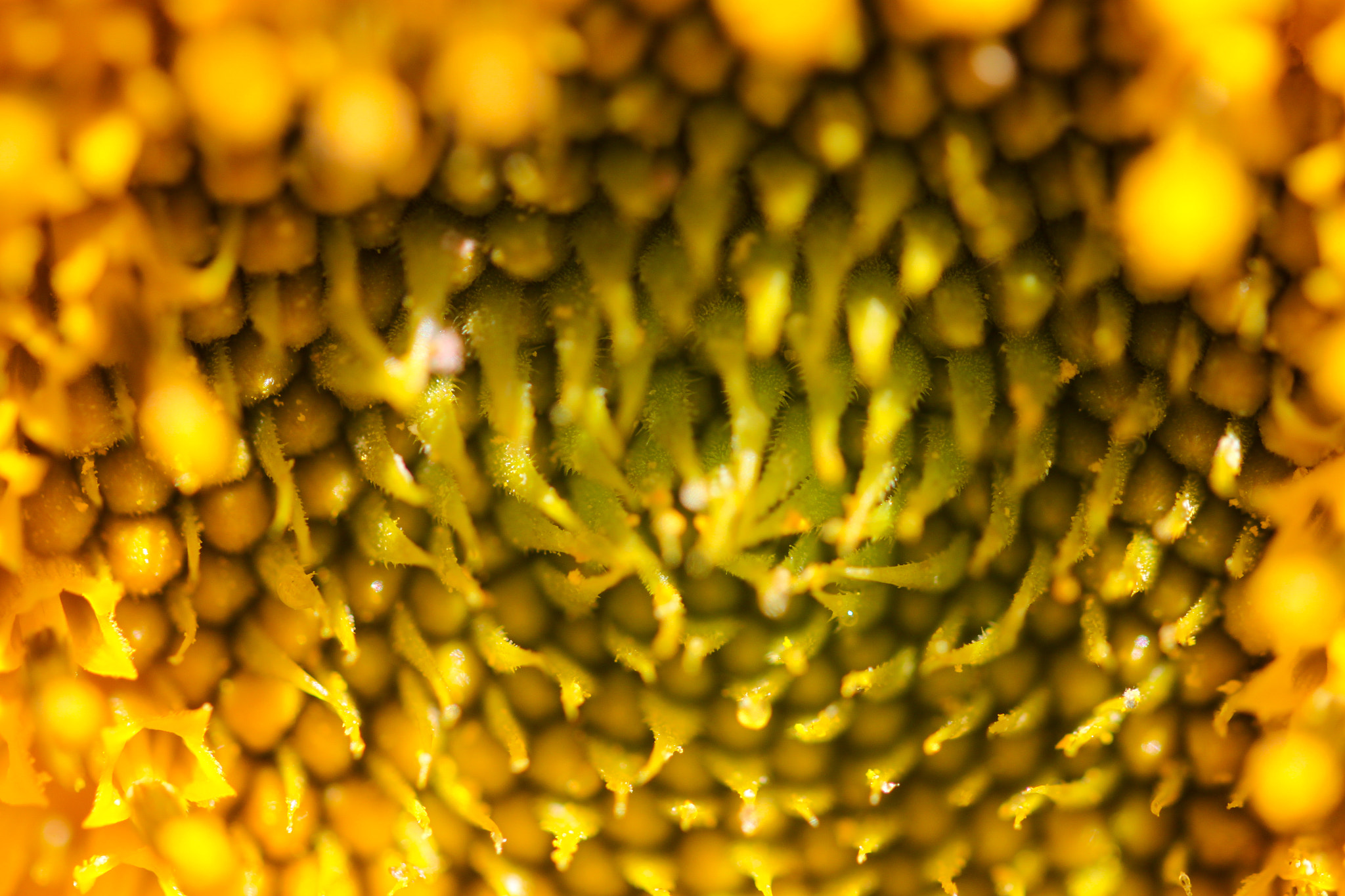 Sigma 105mm F2.8 EX DG OS HSM sample photo. Helianthus annuus photography