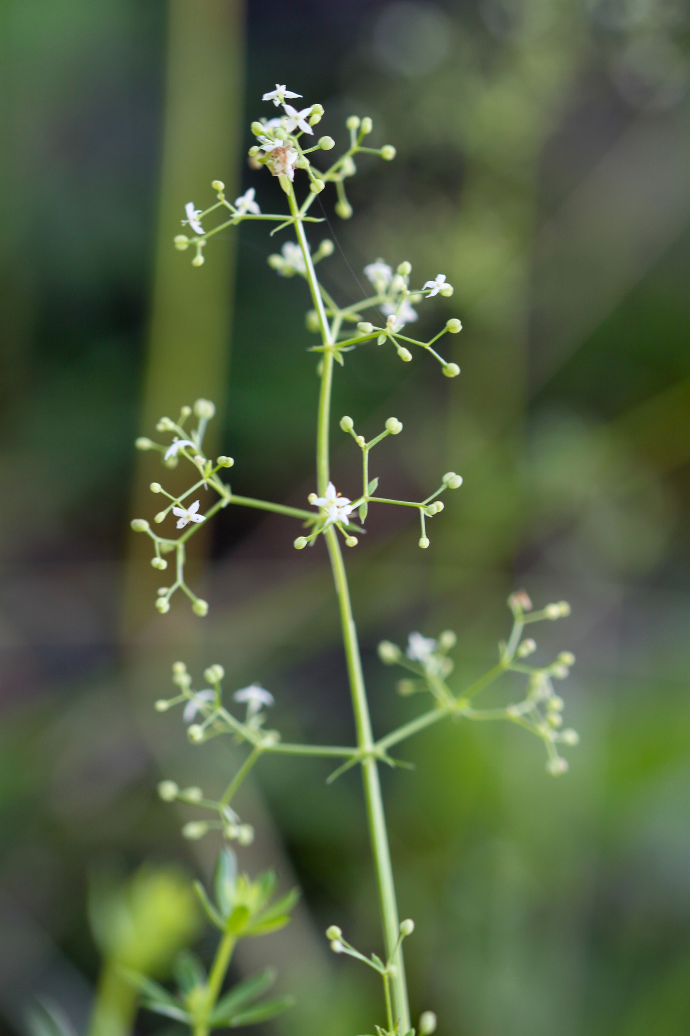 Sigma 105mm F2.8 EX DG OS HSM sample photo. Galium mollugo agg. photography