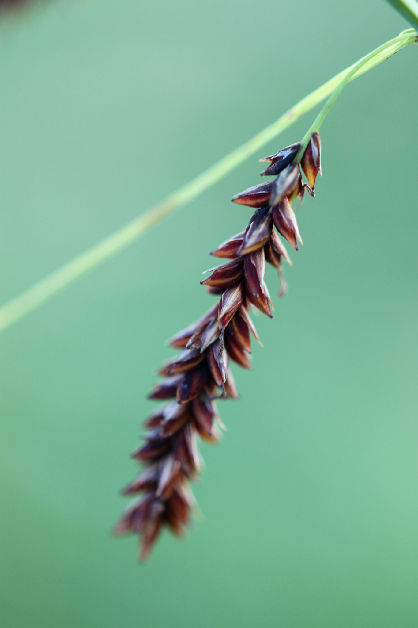 Sigma 105mm F2.8 EX DG OS HSM sample photo. Carex photography