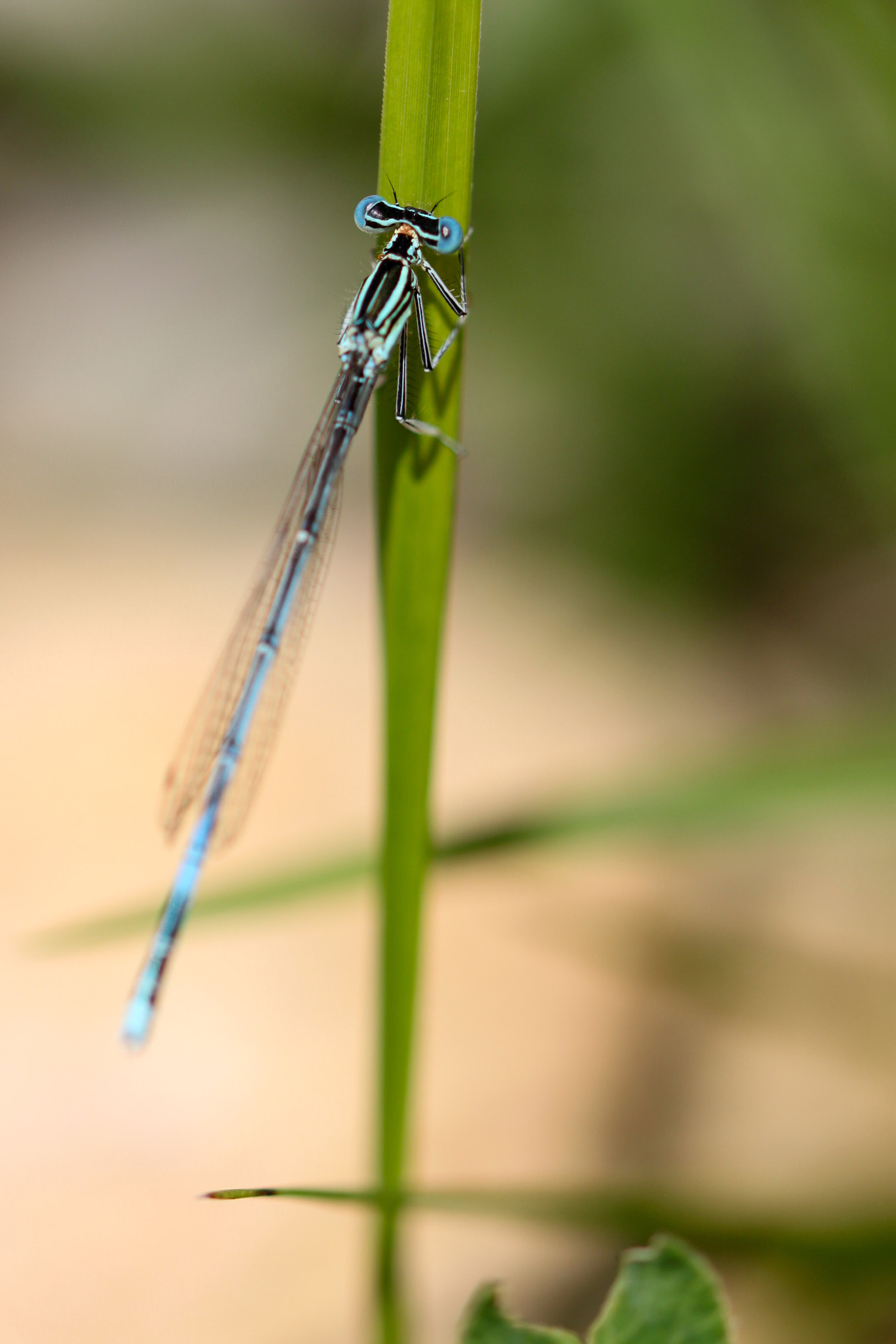 Sigma 105mm F2.8 EX DG OS HSM sample photo. Dragonfly resting photography