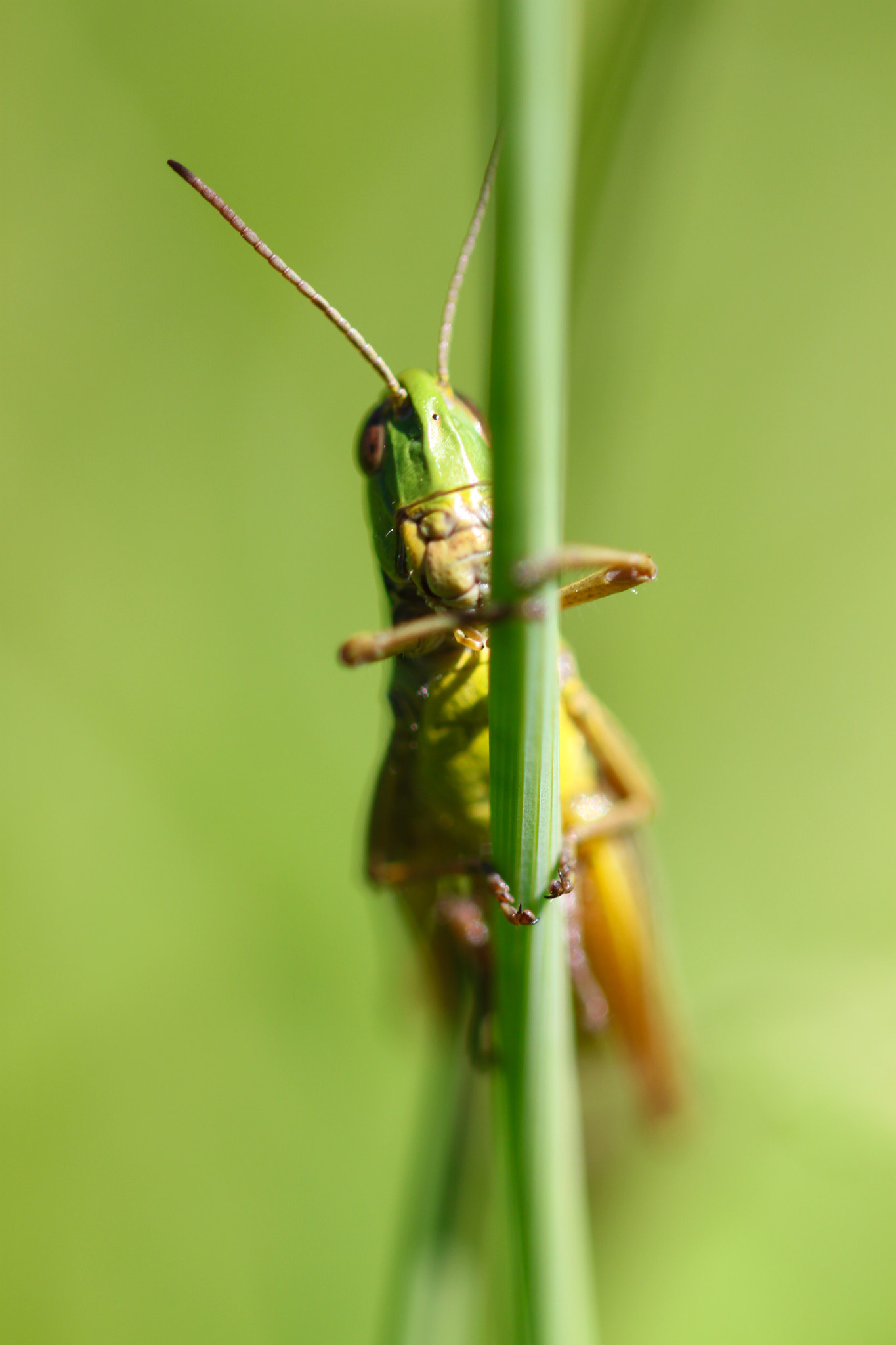 Sigma 105mm F2.8 EX DG OS HSM sample photo. Caelifera photography