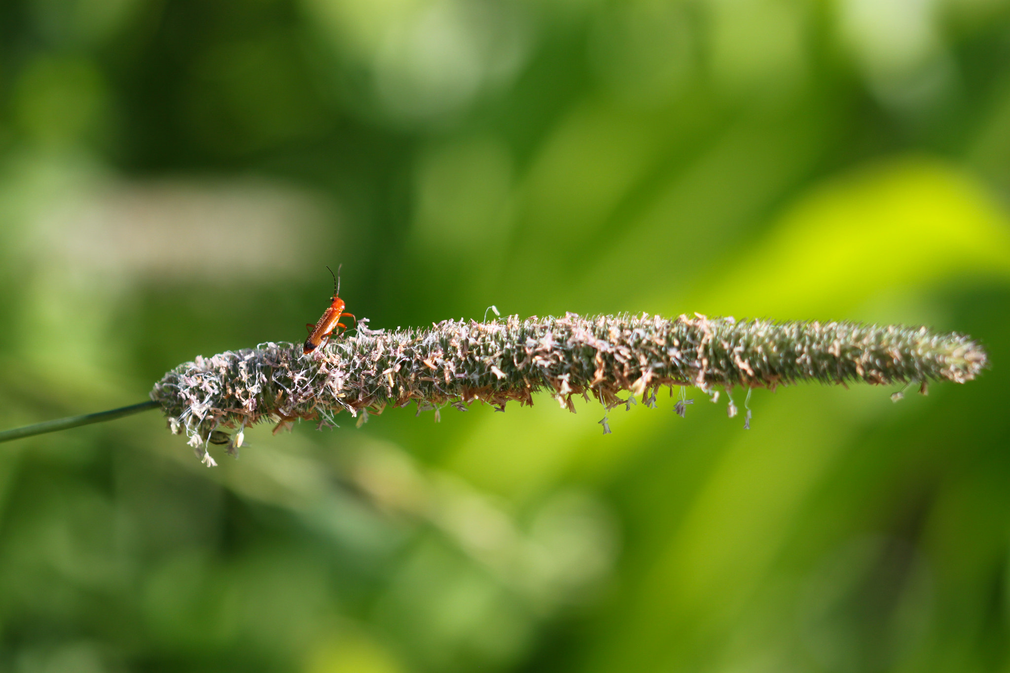 Sigma 105mm F2.8 EX DG OS HSM sample photo. Phleum pratense photography
