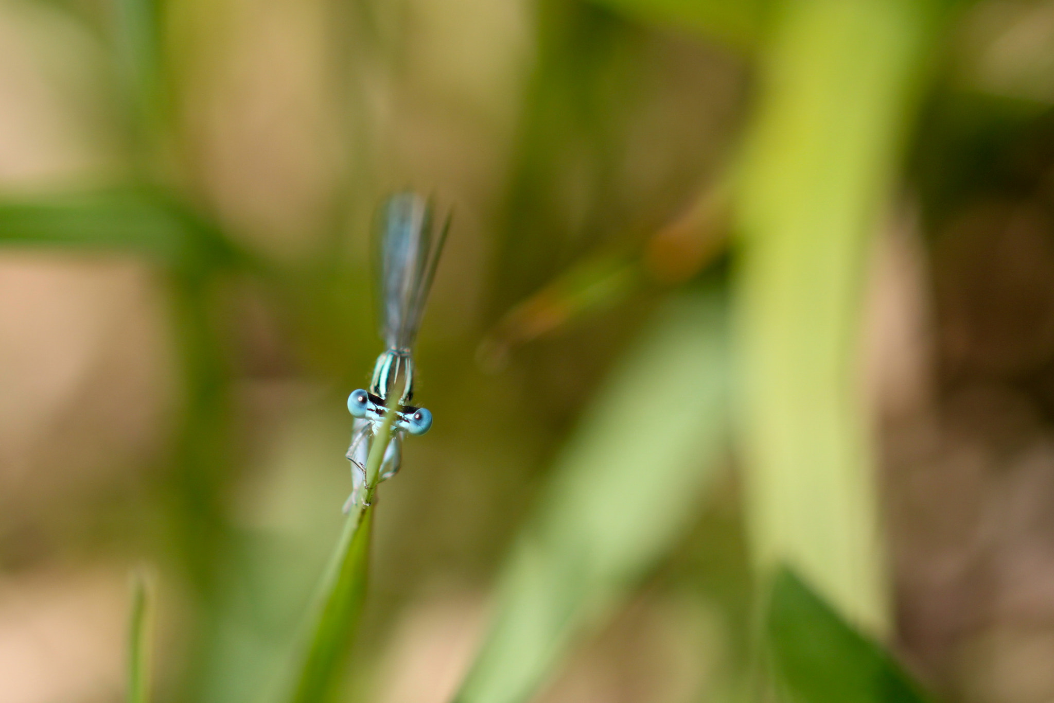 Sigma 105mm F2.8 EX DG OS HSM sample photo. Look me in the eye photography