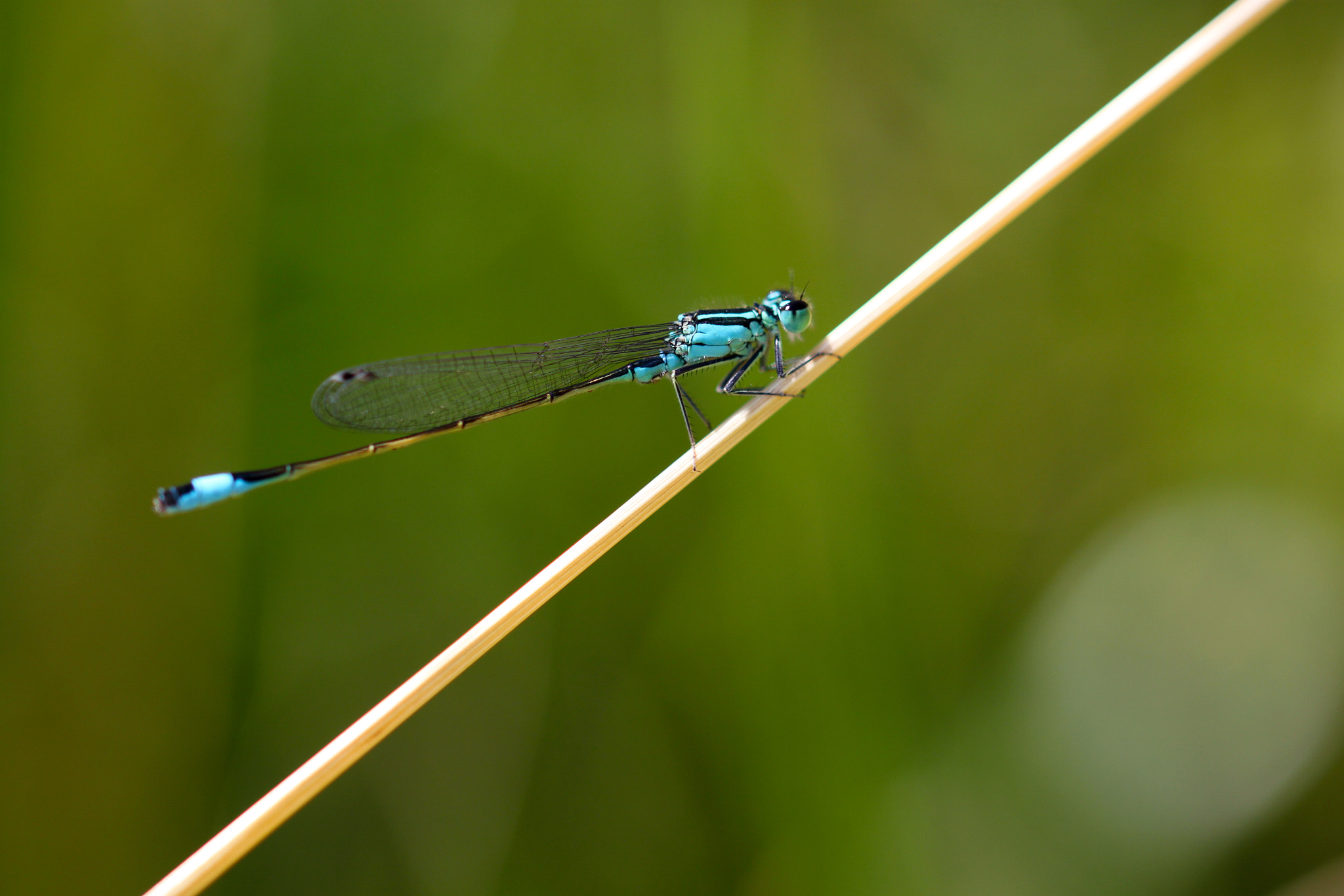 Sigma 105mm F2.8 EX DG OS HSM sample photo. Zygoptera sitting on grass photography