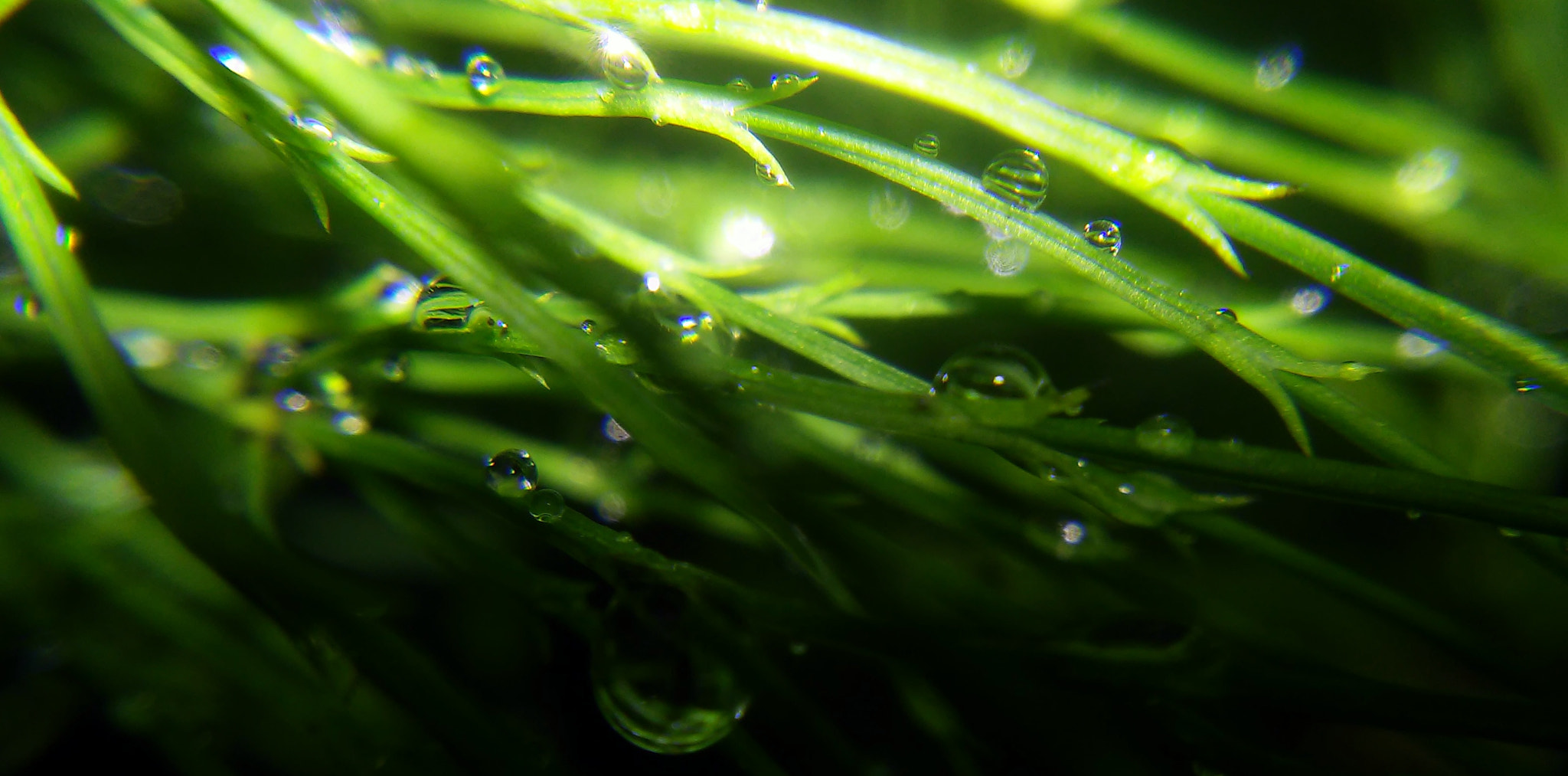 LG L90 sample photo. Droplets photography