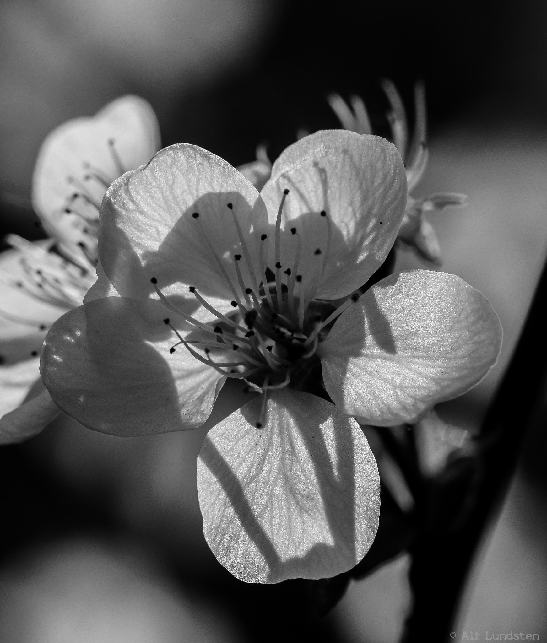 Canon EF 100mm F2.8 Macro USM sample photo. Spring memories photography
