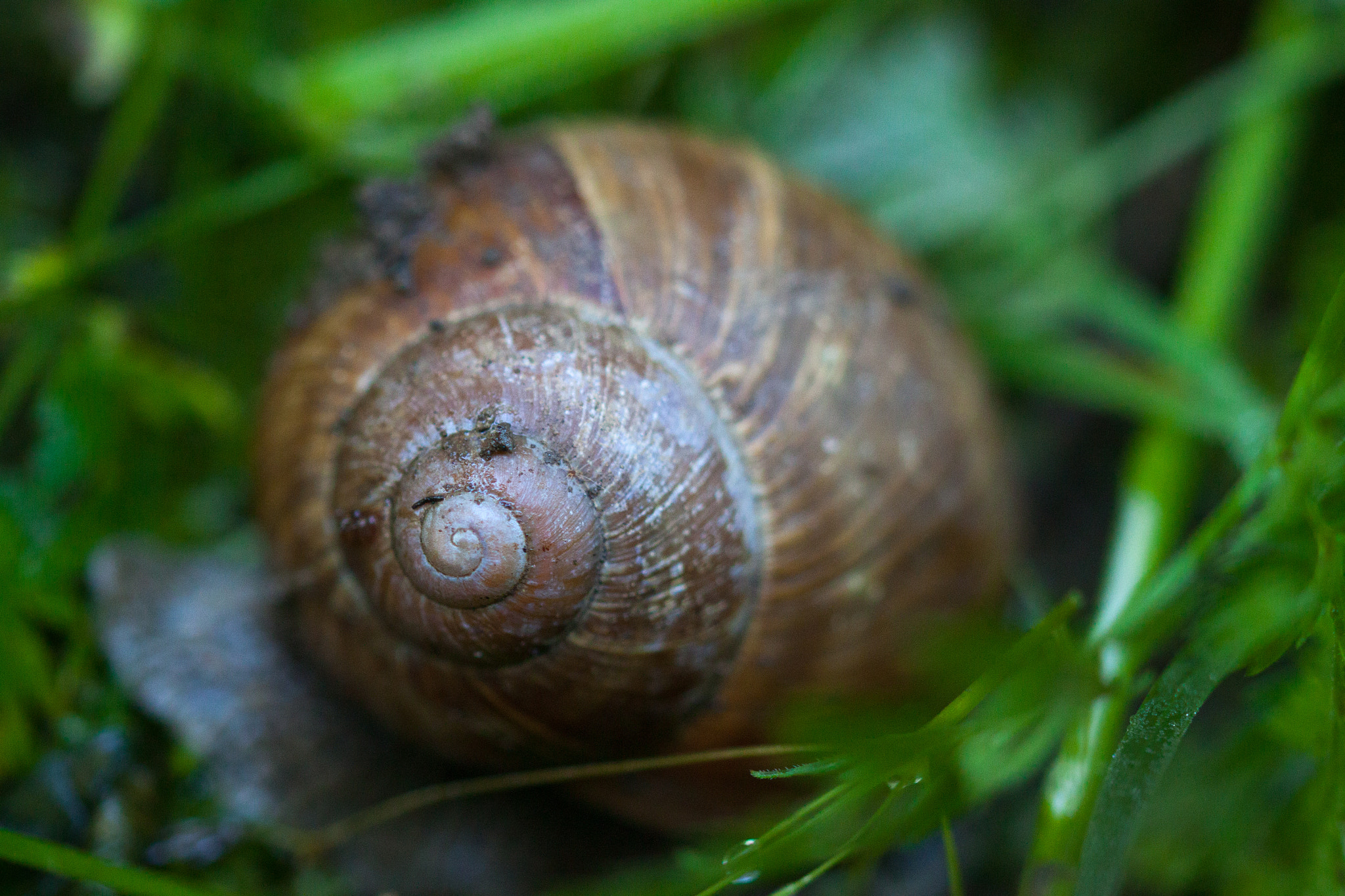 Sigma 105mm F2.8 EX DG OS HSM sample photo. Helix pomatia photography