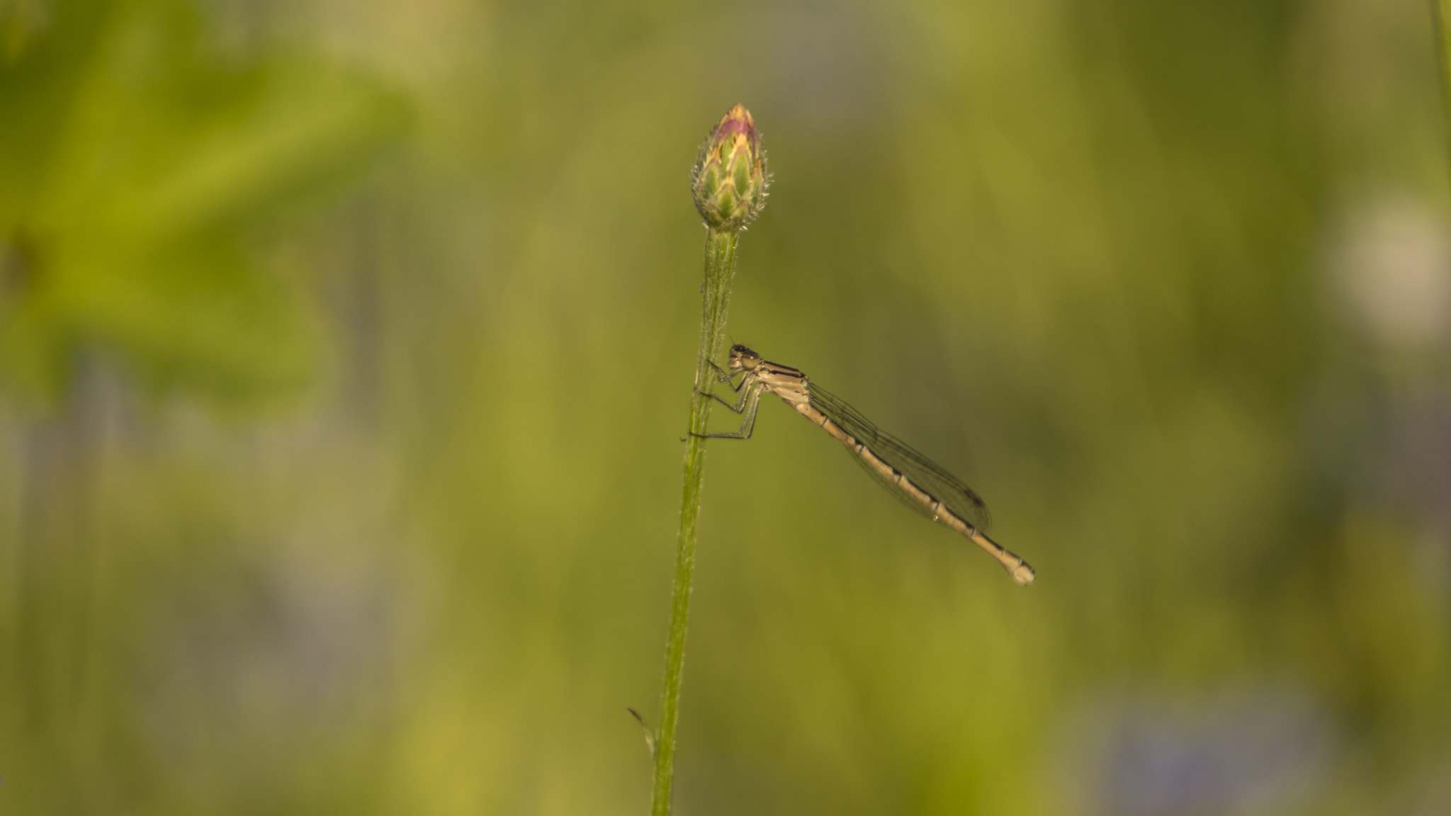 Tamron 16-300mm F3.5-6.3 Di II VC PZD Macro sample photo. Macro photography