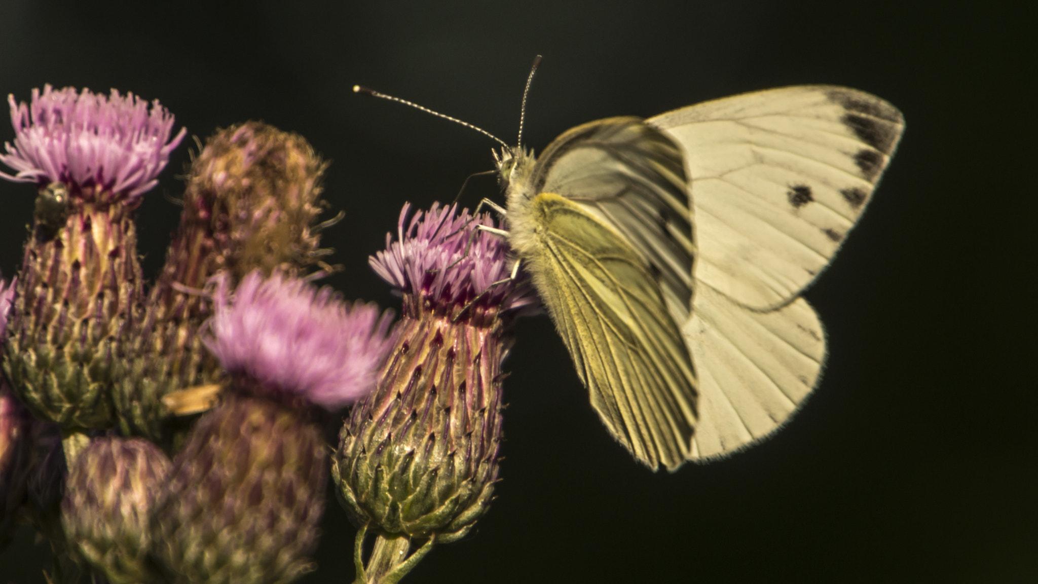 Tamron 16-300mm F3.5-6.3 Di II VC PZD Macro sample photo. Macro photography