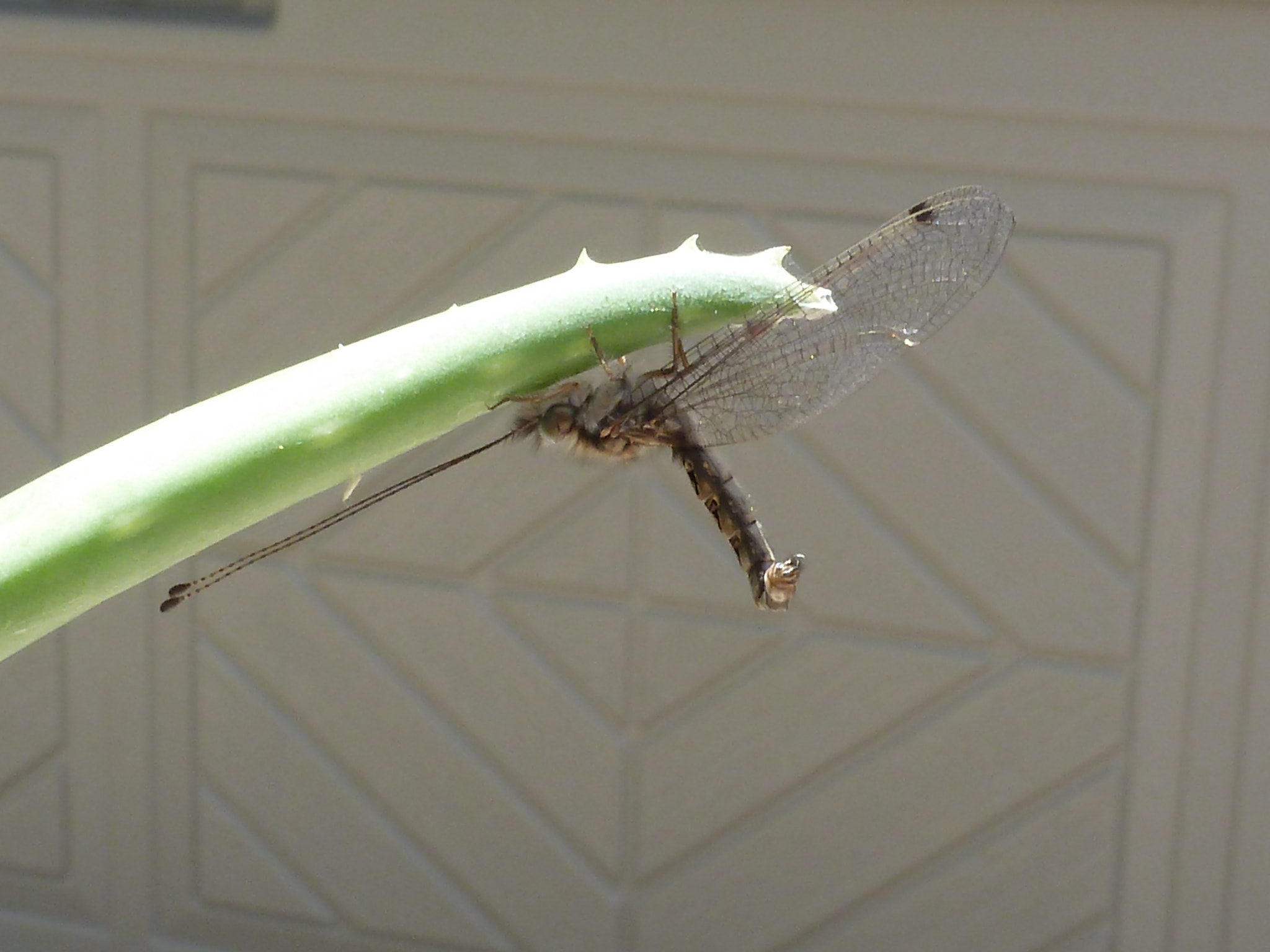 Panasonic Lumix DMC-ZS8 (Lumix DMC-TZ18) sample photo. Dragonfly on an aloe photography