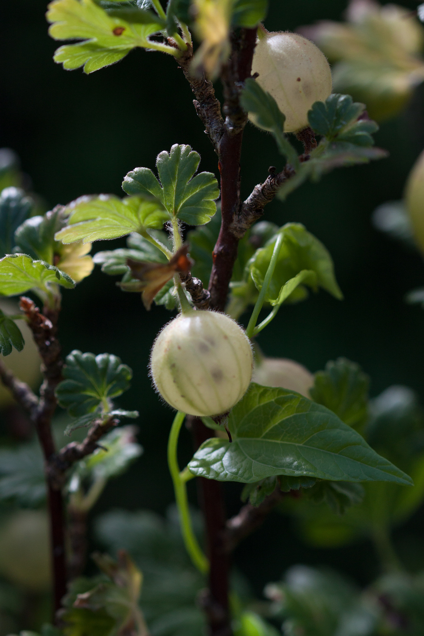 Sigma 105mm F2.8 EX DG OS HSM sample photo. Ribes grossularia photography