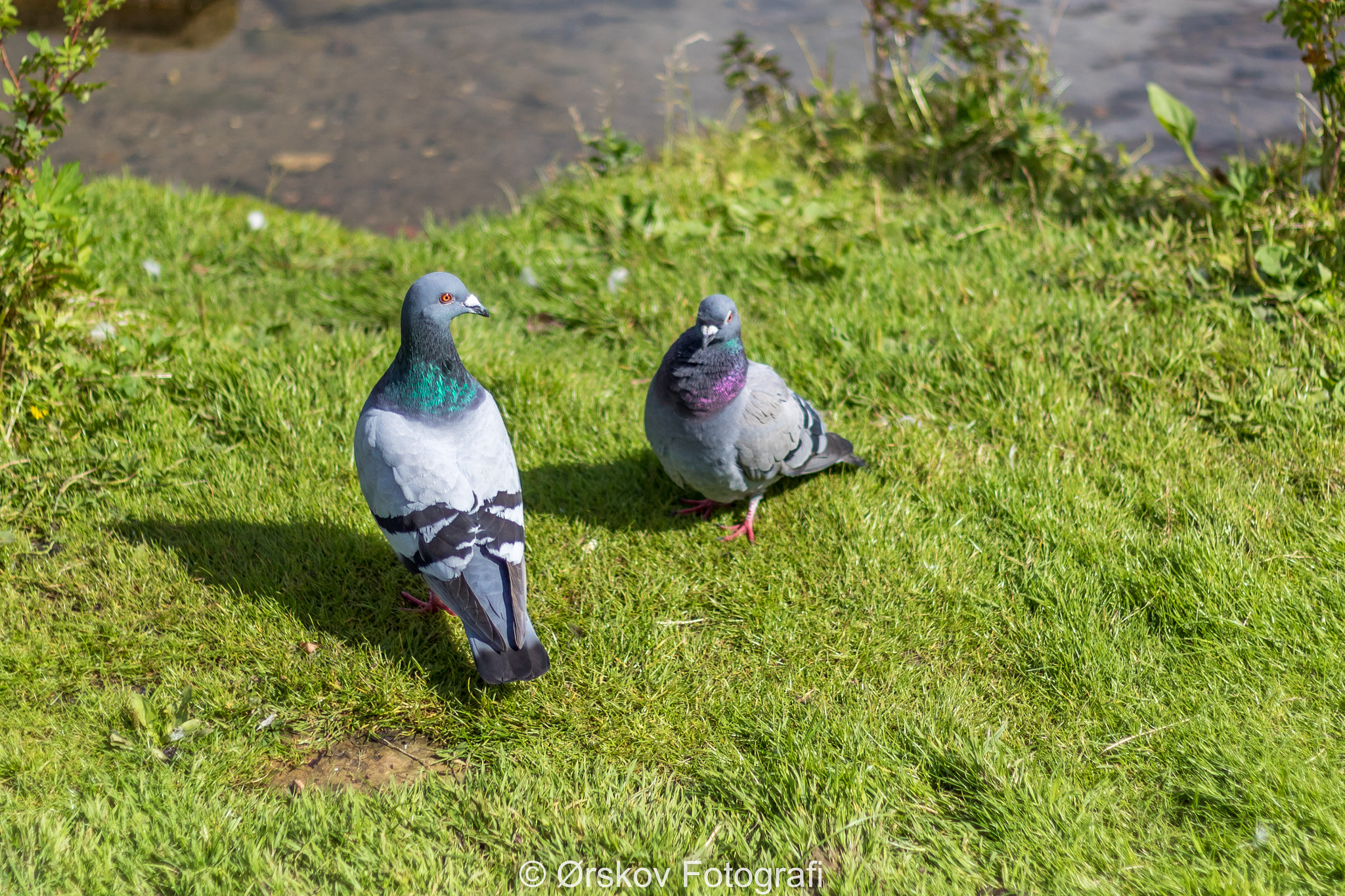 Canon EOS 7D Mark II + Canon EF 50mm F1.8 II sample photo. A pair of doves photography