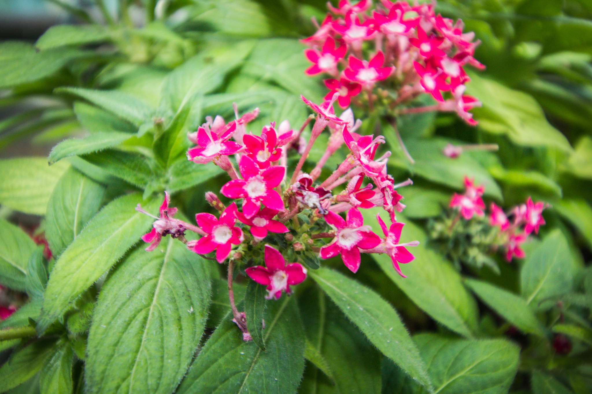 Canon EF-S 10-18mm F4.5–5.6 IS STM sample photo. Botanic garden, lednice–valtice cultural landscape photography