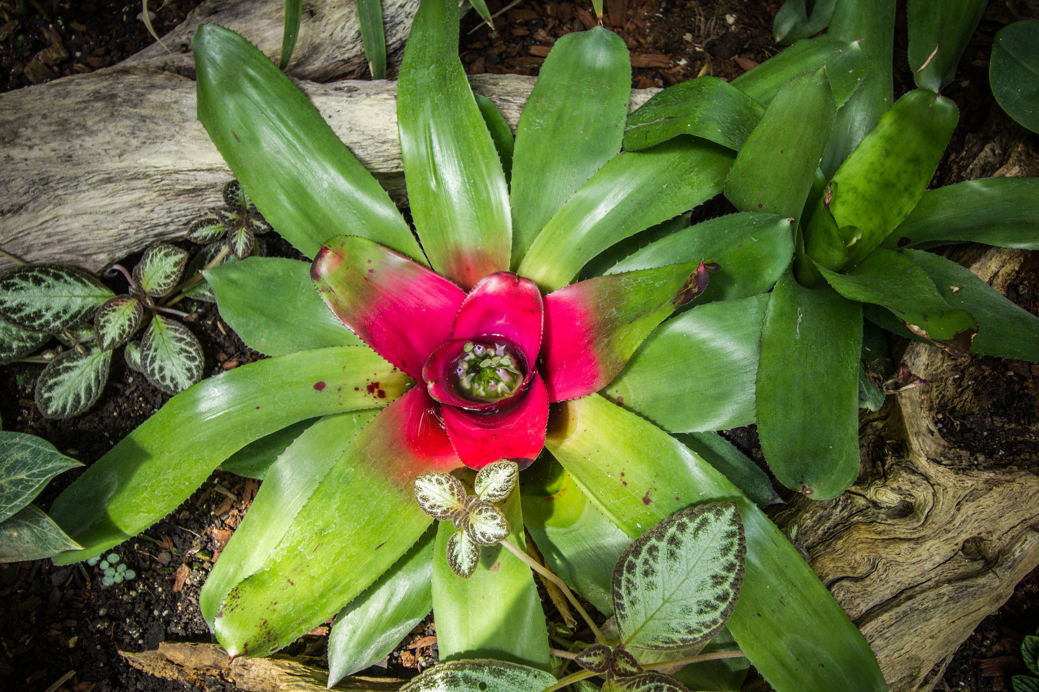 Canon EF-S 10-18mm F4.5–5.6 IS STM sample photo. Botanic garden, lednice–valtice cultural landscape photography