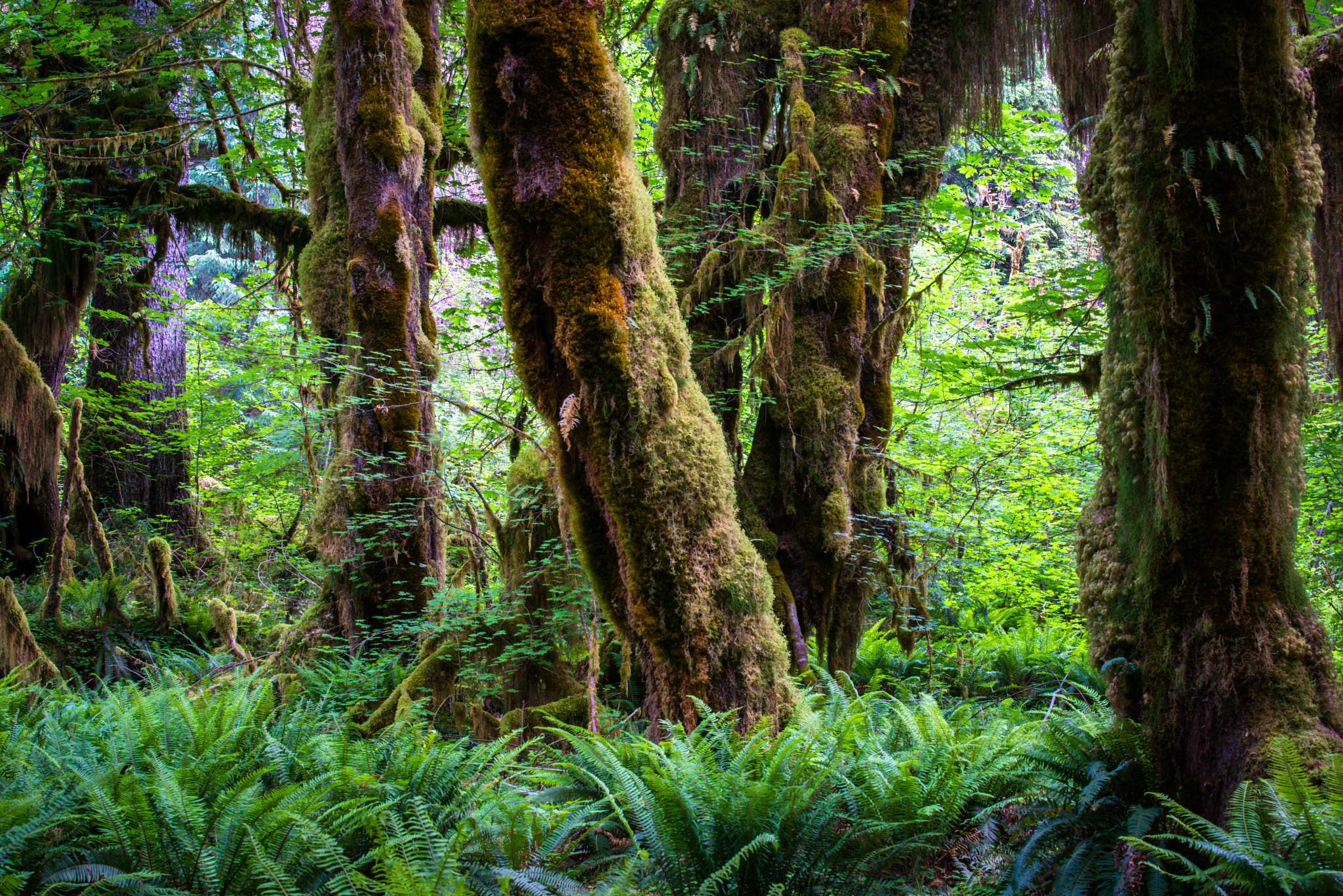 Nikon AF-S Nikkor 70-200mm F4G ED VR sample photo. Pacific northwest photography