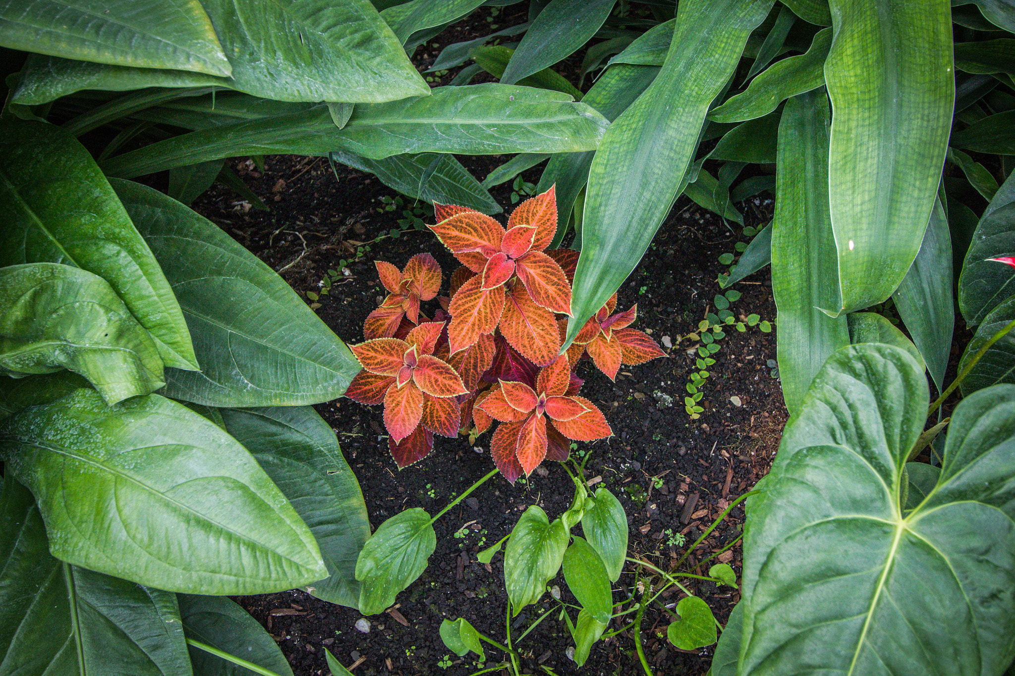 Canon EF-S 10-18mm F4.5–5.6 IS STM sample photo. Botanic garden, lednice–valtice cultural landscape photography