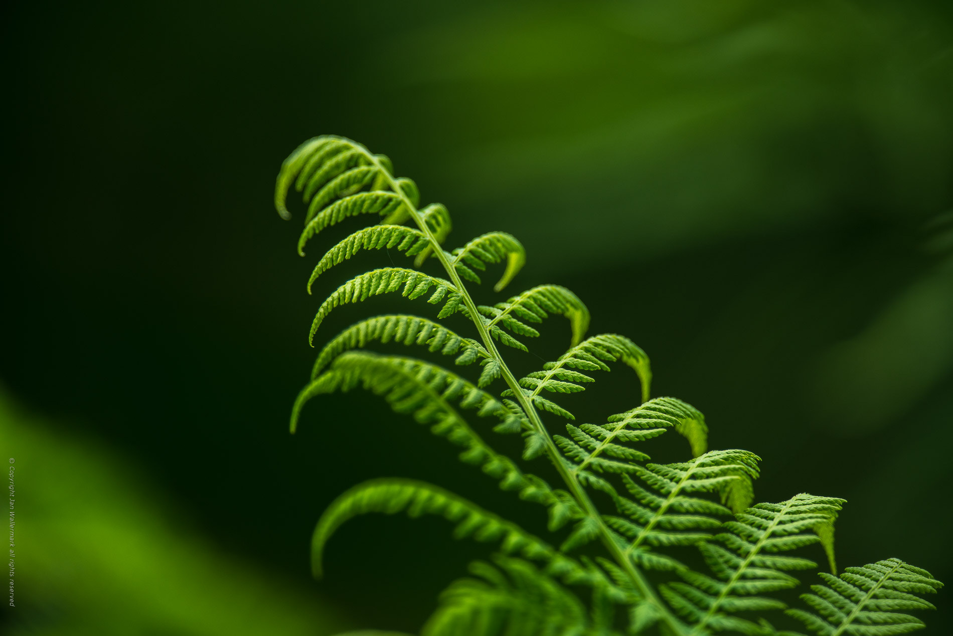 Nikon AF-S Nikkor 400mm F2.8E FL ED VR sample photo. Just a fern photography