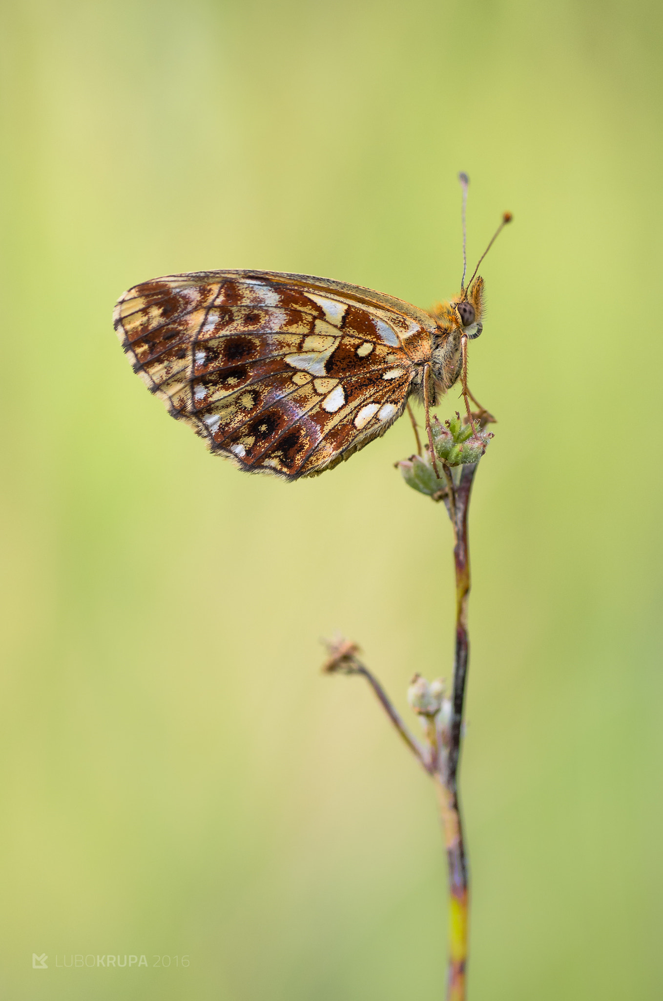 Pentax K-r + Tamron SP AF 90mm F2.8 Di Macro sample photo. Boloria dia photography