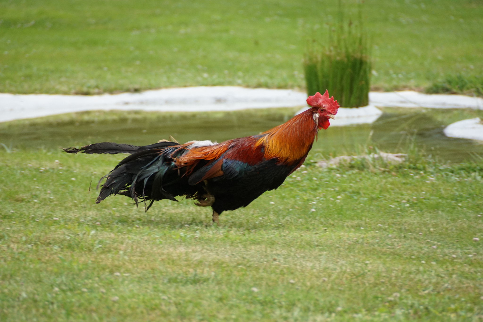 Sony DT 18-250mm F3.5-6.3 sample photo. Coq gaulois en retard photography