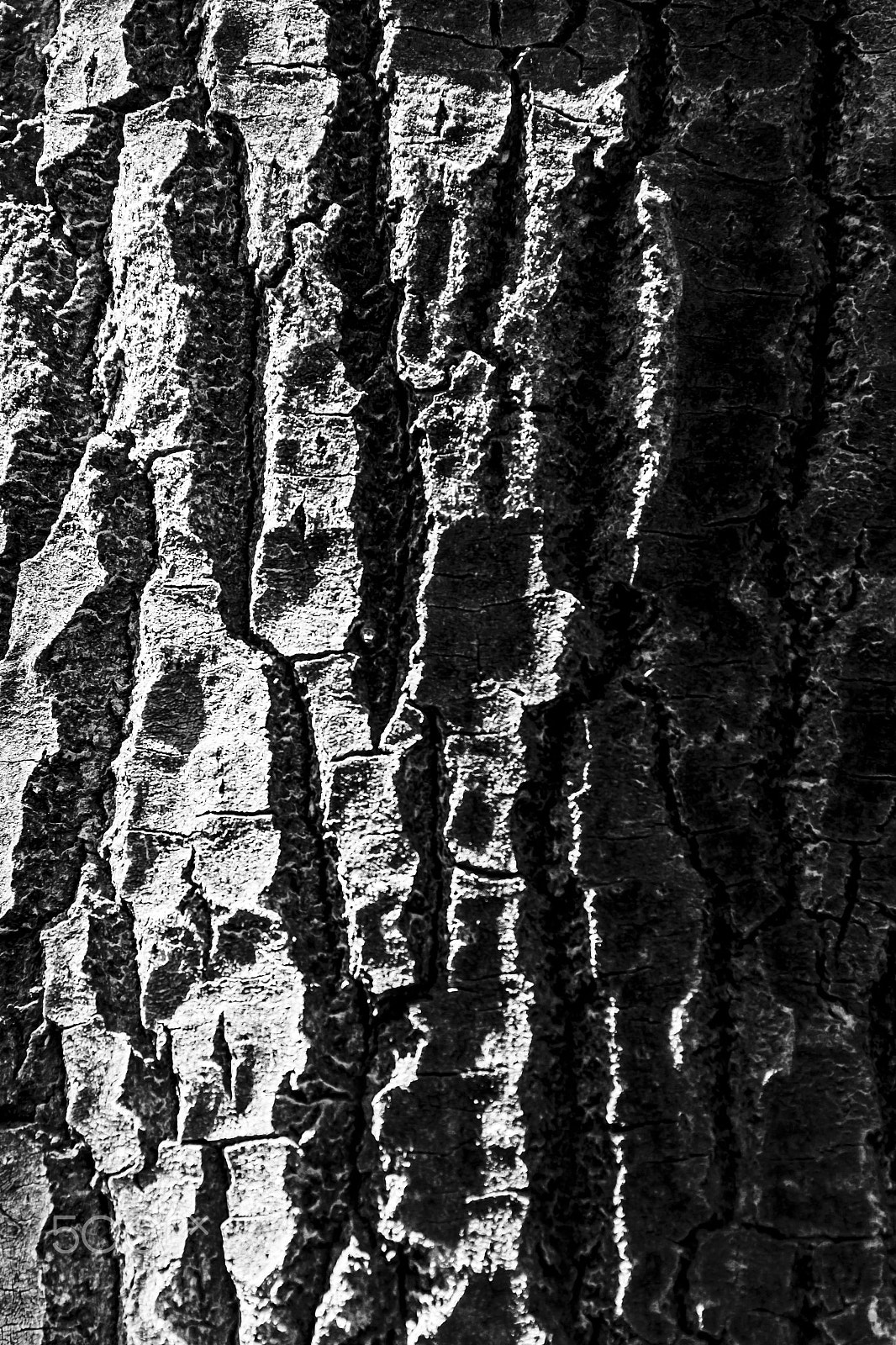 Canon EOS 550D (EOS Rebel T2i / EOS Kiss X4) sample photo. Texture photography