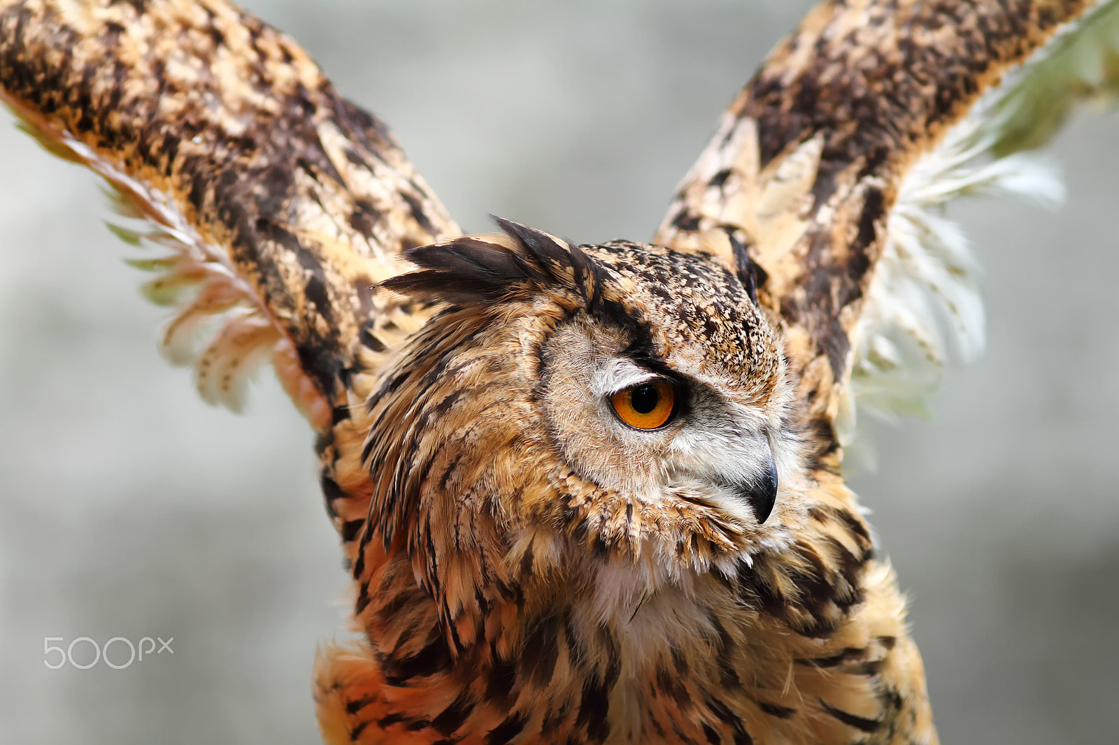 Canon EOS 7D + Canon EF 200mm F2.8L II USM sample photo. Owl photography
