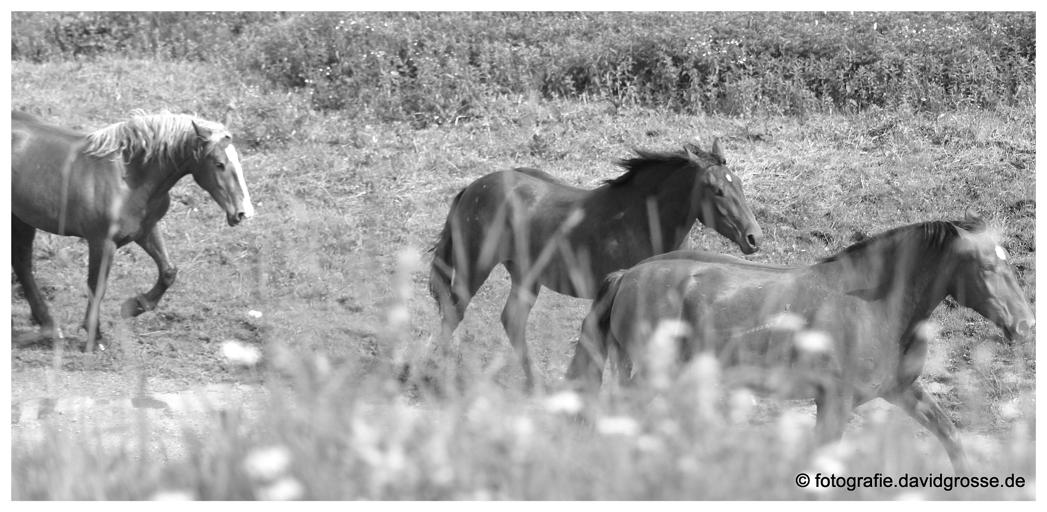 Canon 70-300mm sample photo. Wild horses photography