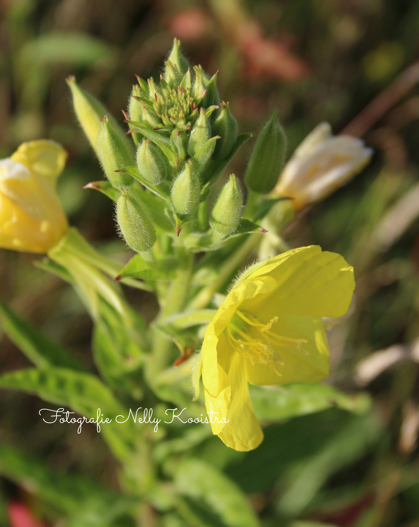 Canon EF-S 18-55mm F3.5-5.6 II sample photo. Flower photography