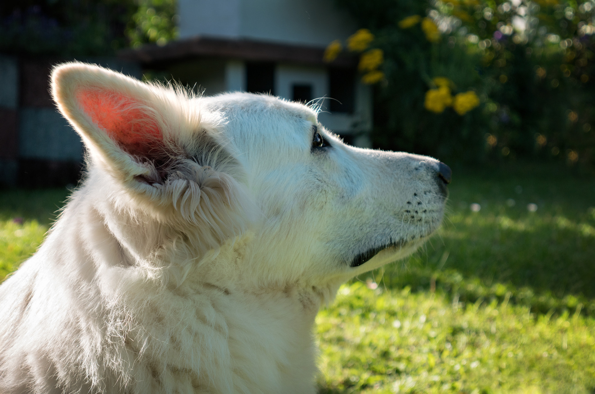 Panasonic Lumix DMC-GX85 (Lumix DMC-GX80 / Lumix DMC-GX7 Mark II) sample photo. "maja!" photography