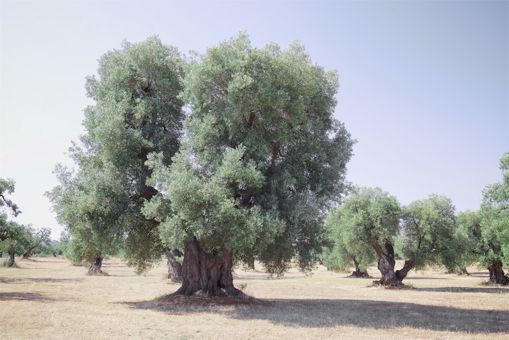 Canon EOS 60D sample photo. Olive trees photography