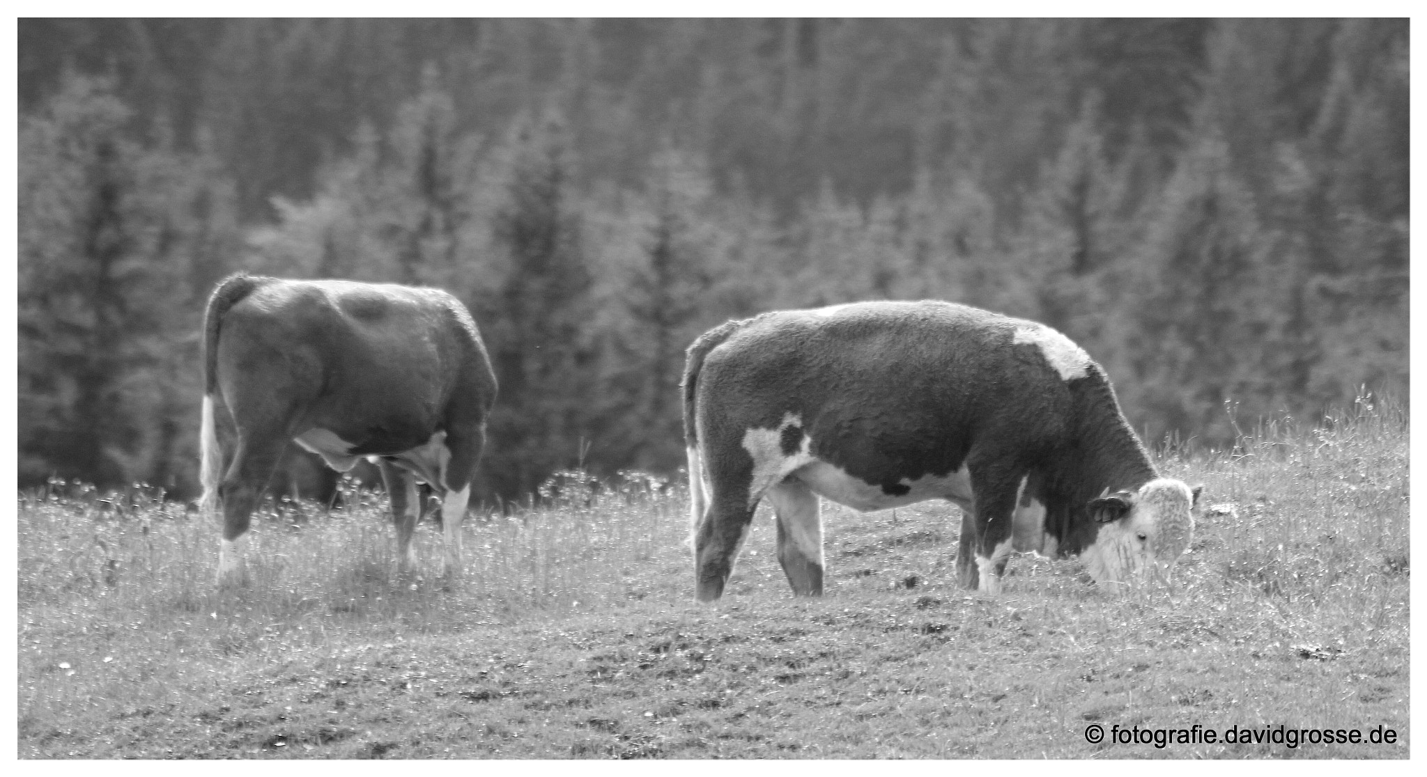 Canon EOS 700D (EOS Rebel T5i / EOS Kiss X7i) + Canon 70-300mm sample photo. Cows photography