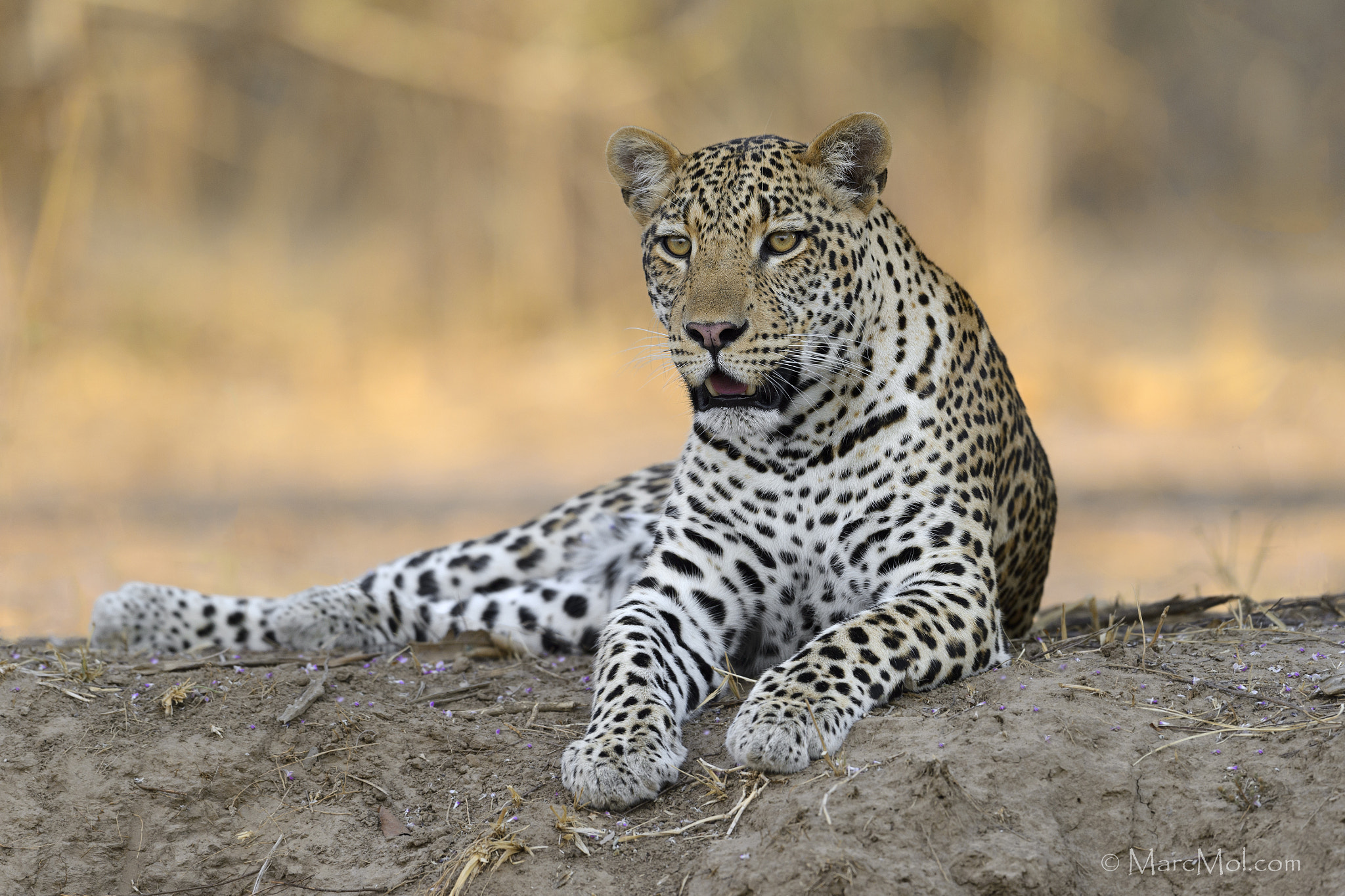 Nikon D4S + Nikon AF-S Nikkor 500mm F4G ED VR sample photo. Watchful leopard photography