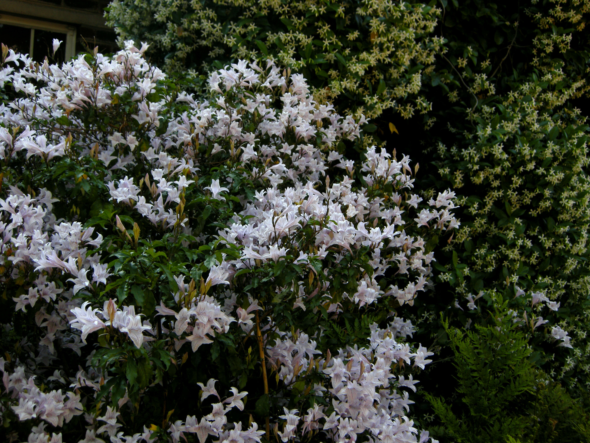 Nikon COOLPIX P5100 sample photo. Mackaya bella photography