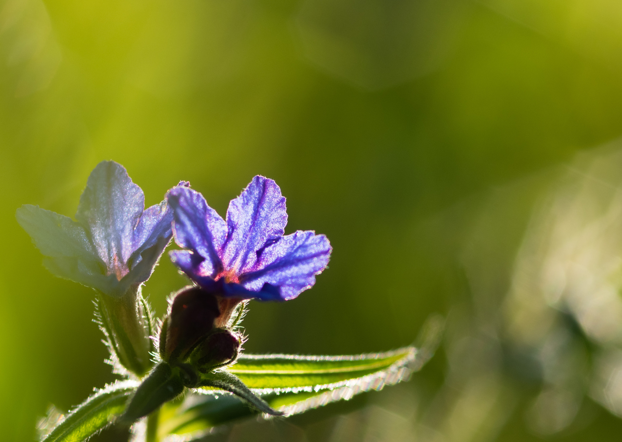 Sigma 105mm F2.8 EX DG Macro sample photo. Translucent blue 1 photography