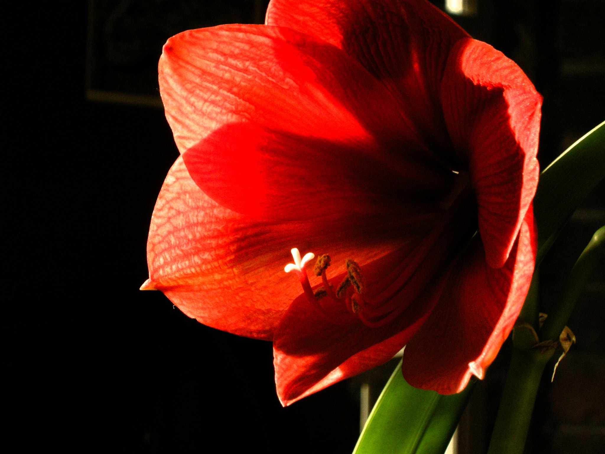 Nikon COOLPIX P5100 sample photo. Amarilla photography