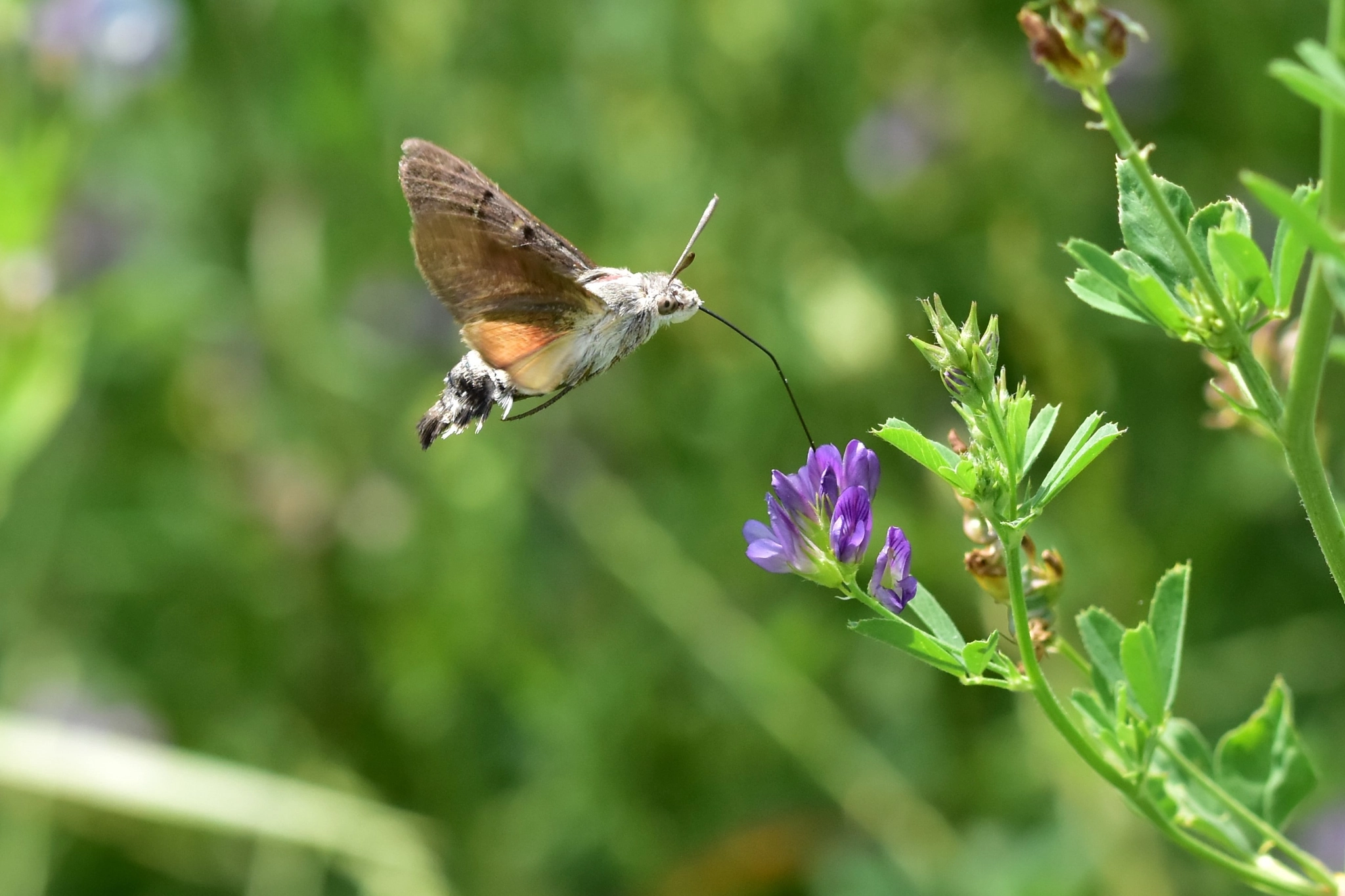 Sigma 105mm F2.8 EX DG OS HSM sample photo. Macroglossum stellatarum photography