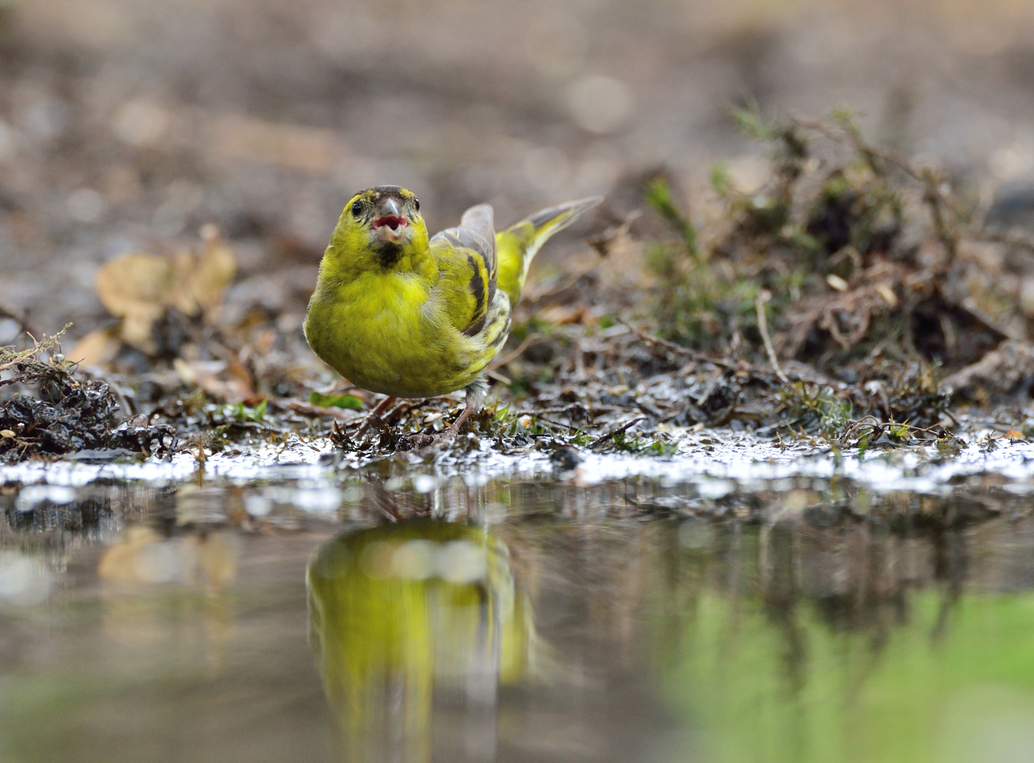 Nikon D600 + AF-S Nikkor 600mm f/4D IF-ED sample photo. Sijs photography