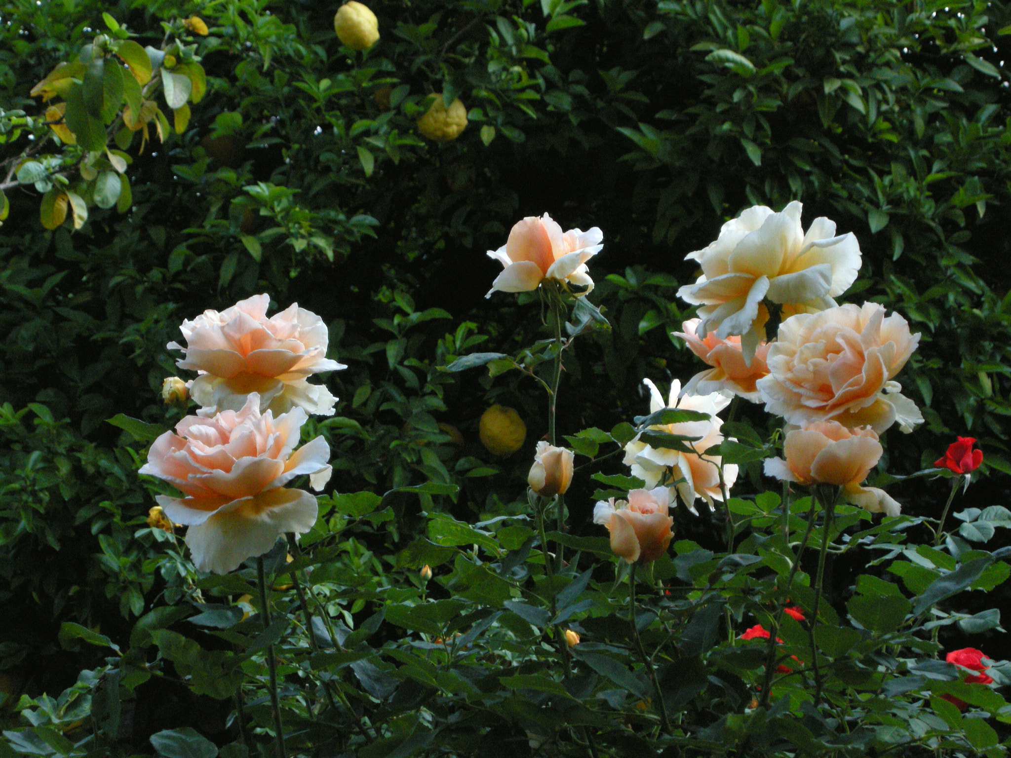 Nikon COOLPIX P5100 sample photo. Just joey photography