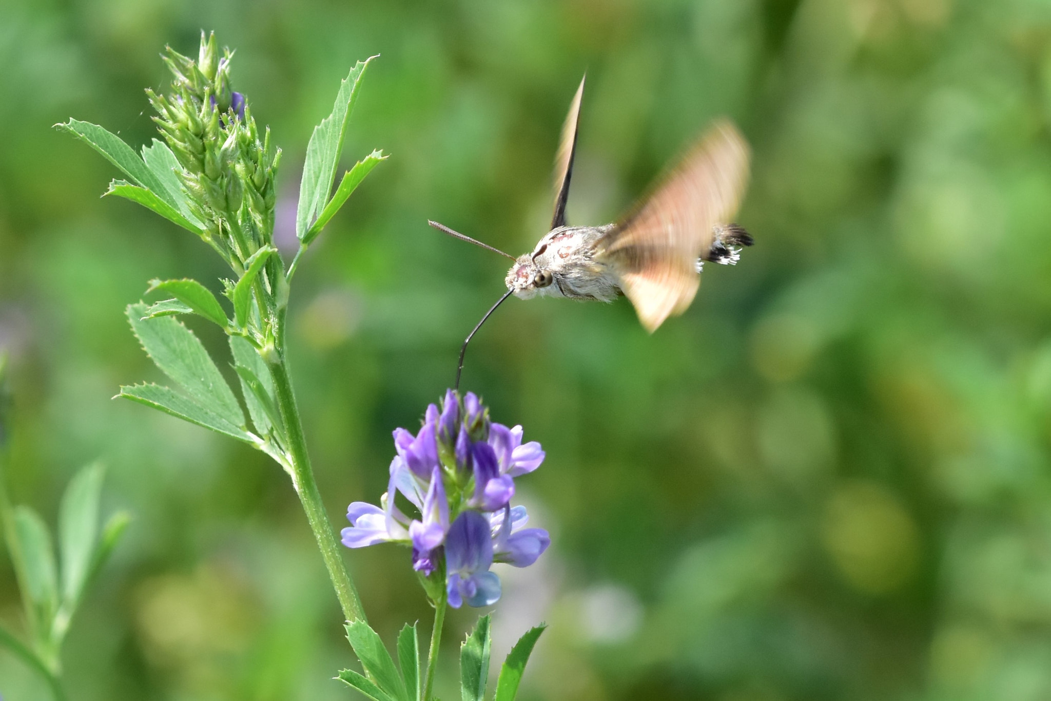 Sigma 105mm F2.8 EX DG OS HSM sample photo. Macroglossum stellatarum 2 photography