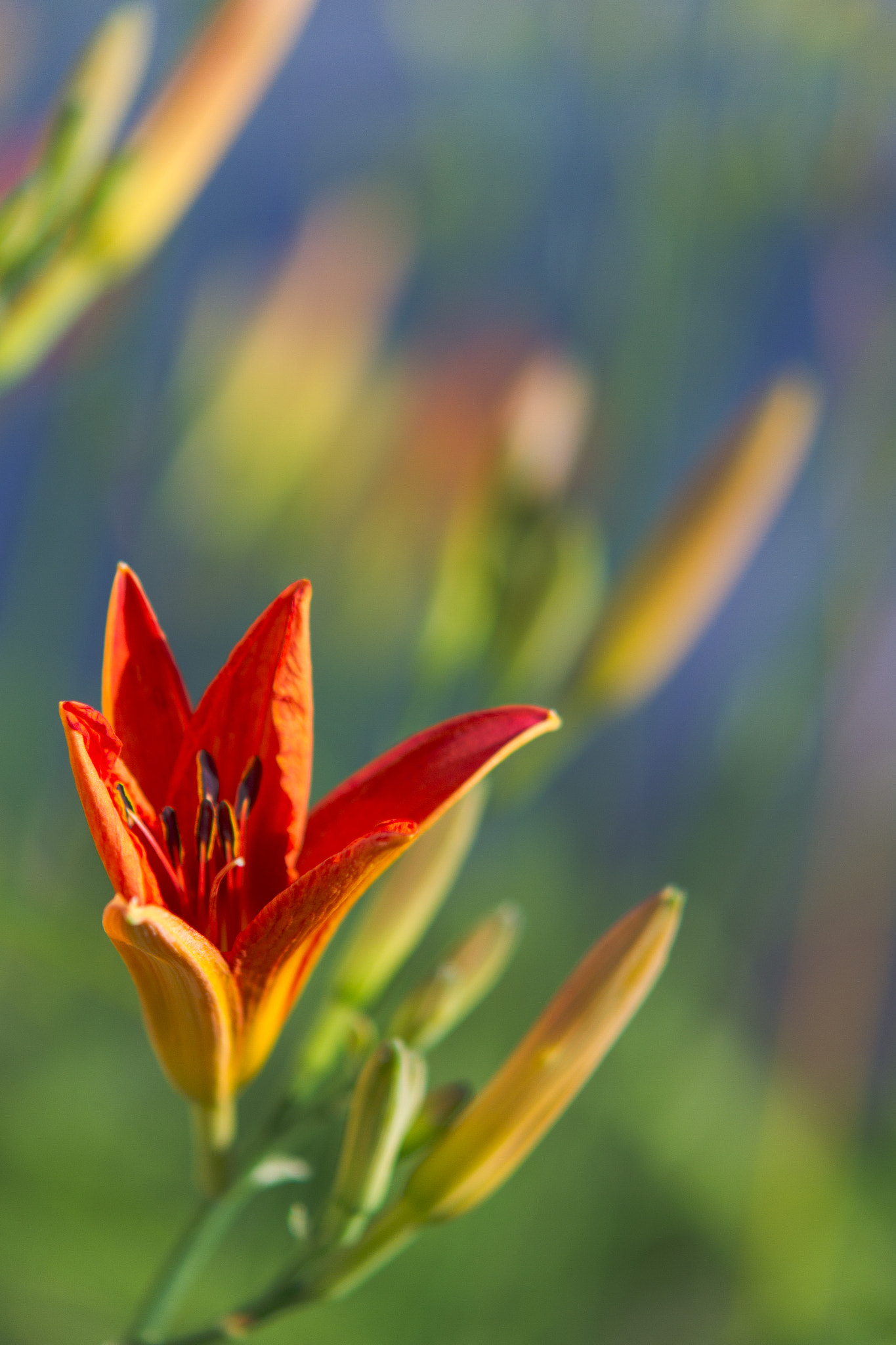 Sigma APO 50-150mm f/2.8 [II] EX DC HSM sample photo. Summer garden lily photography