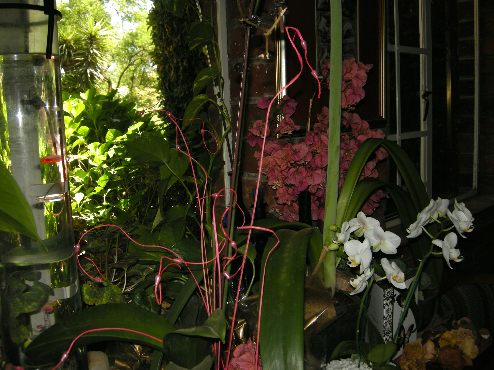 Nikon COOLPIX P5100 sample photo. Floral display at window  photography